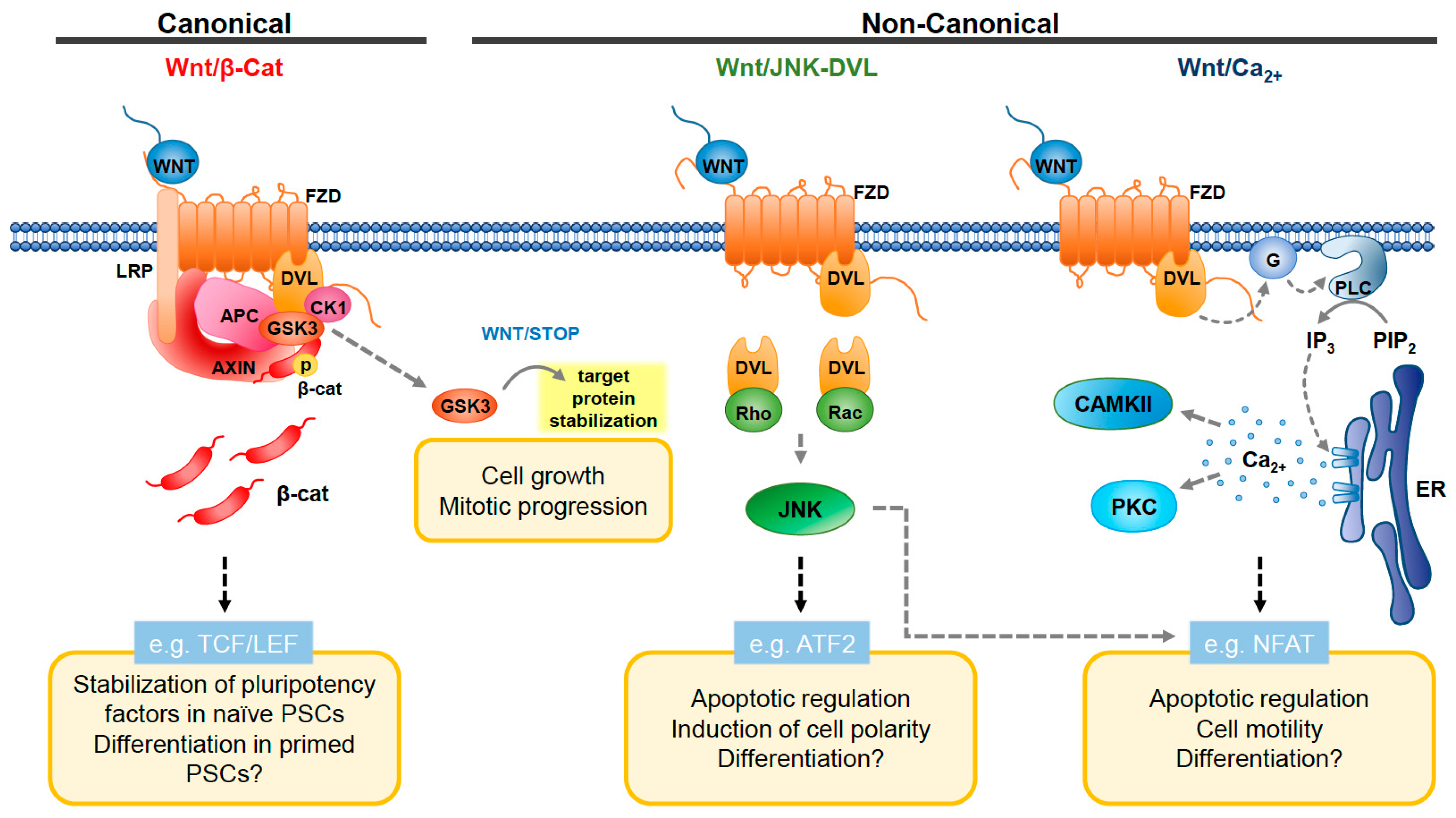 Genes 09 00109 g001 Genes 09 00109 g001