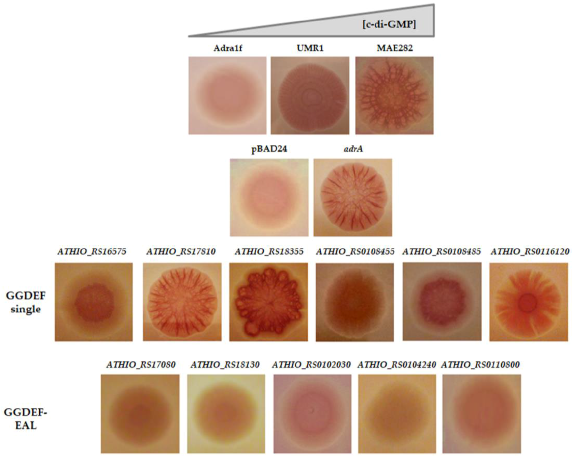 Genes Free Full Text Biofilm Formation By The Acidophile