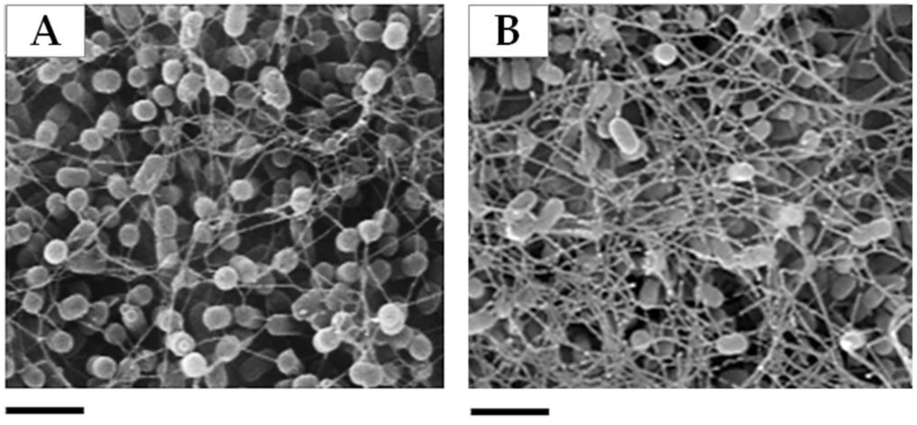 Genes 09 00113 g004 Genes 09 00113 g004