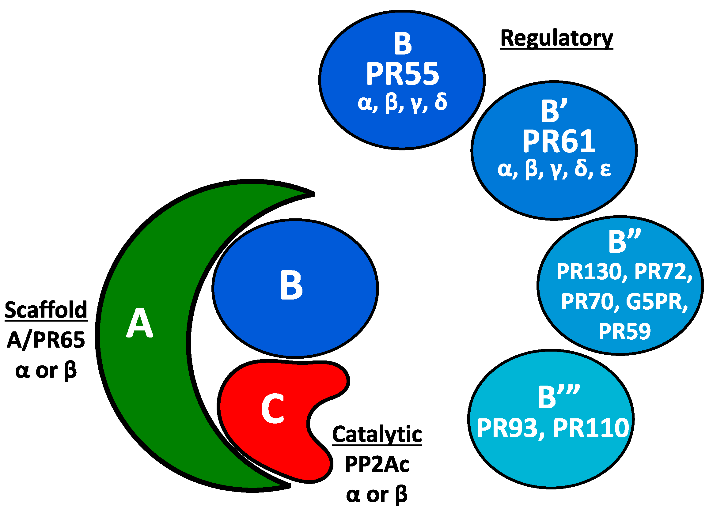 Genes Free Full Text Protein Phosphatase 2a In The Regulation Of Wnt Signaling Stem Cells And Cancer Html