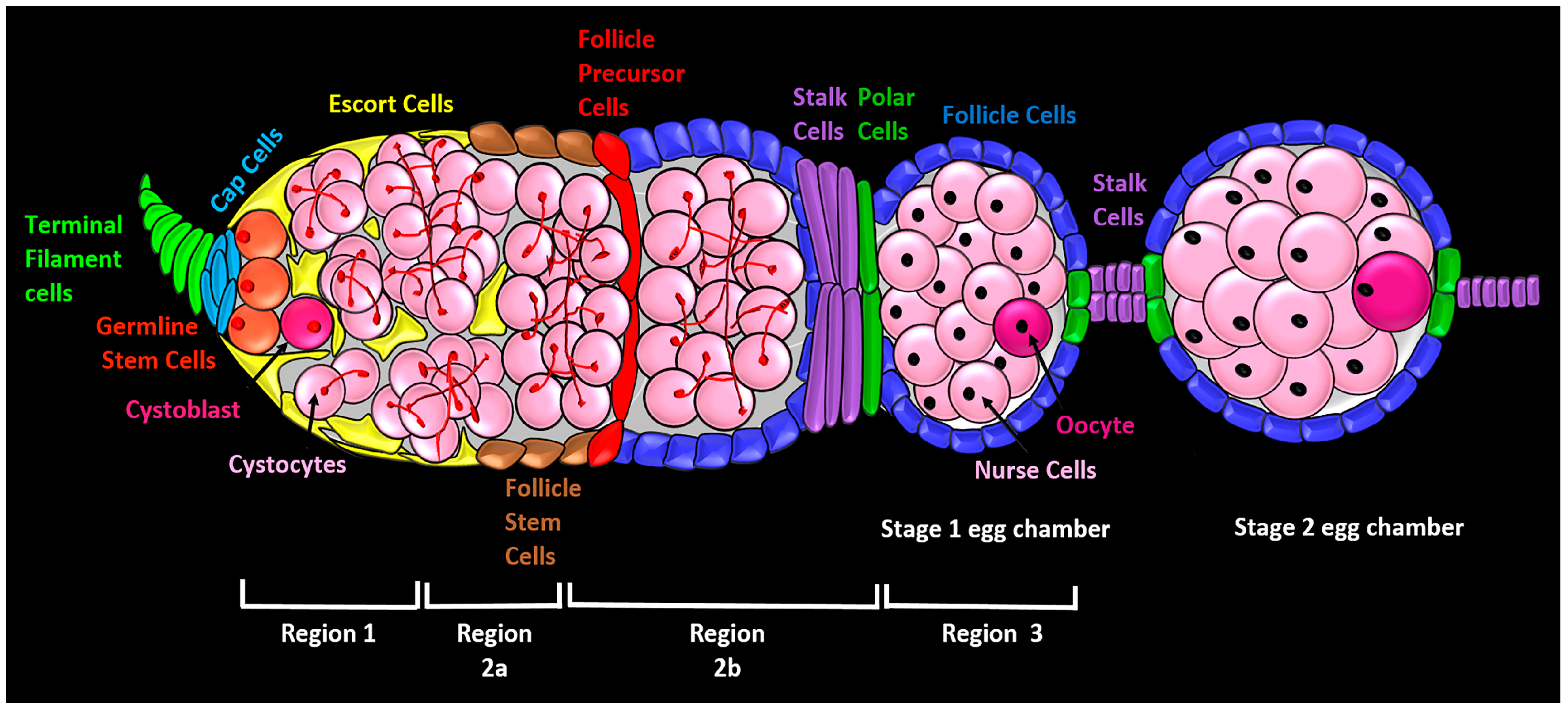 Genes 09 00127 g001 550