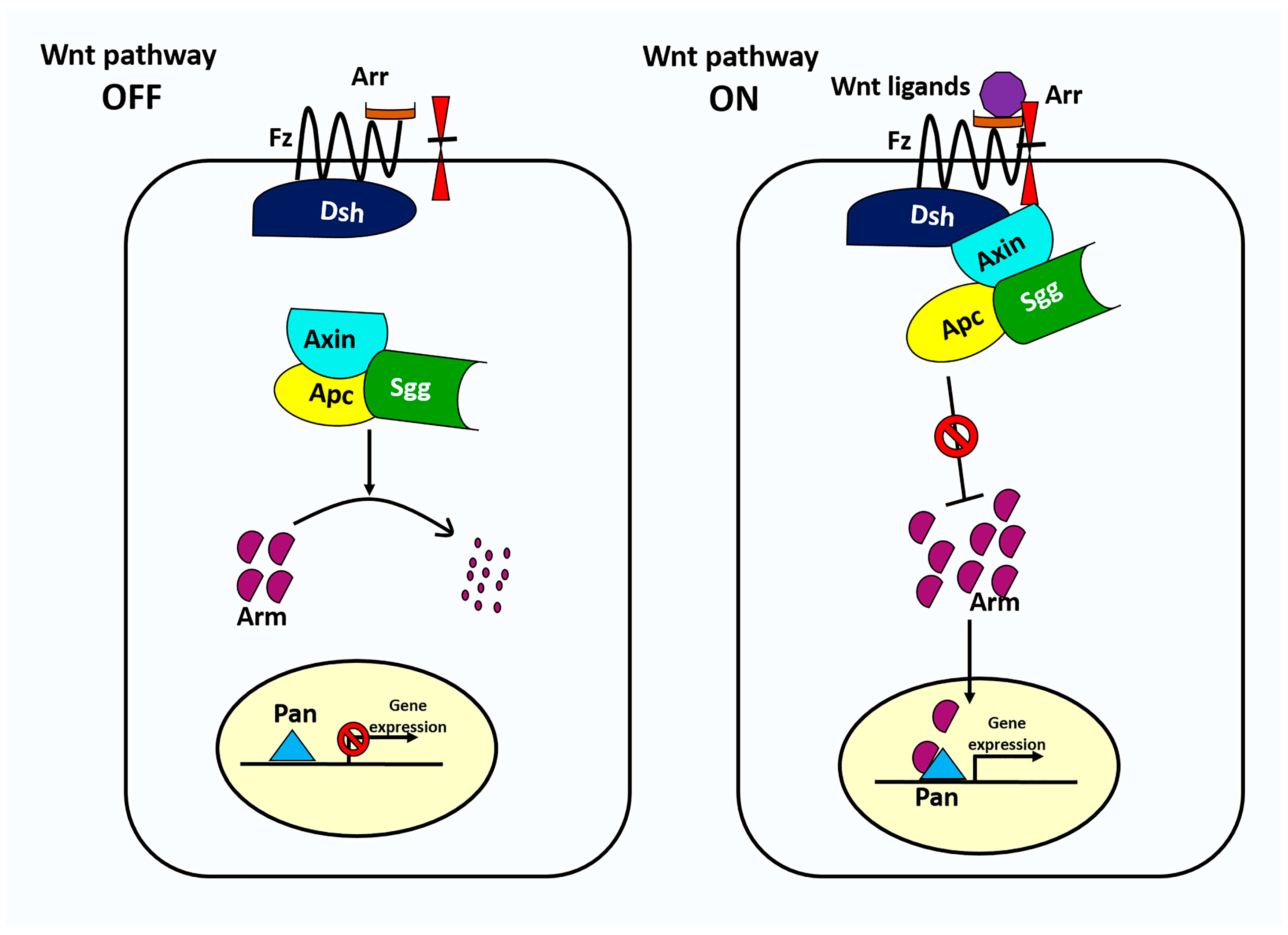 Genes 09 00127 g002 550
