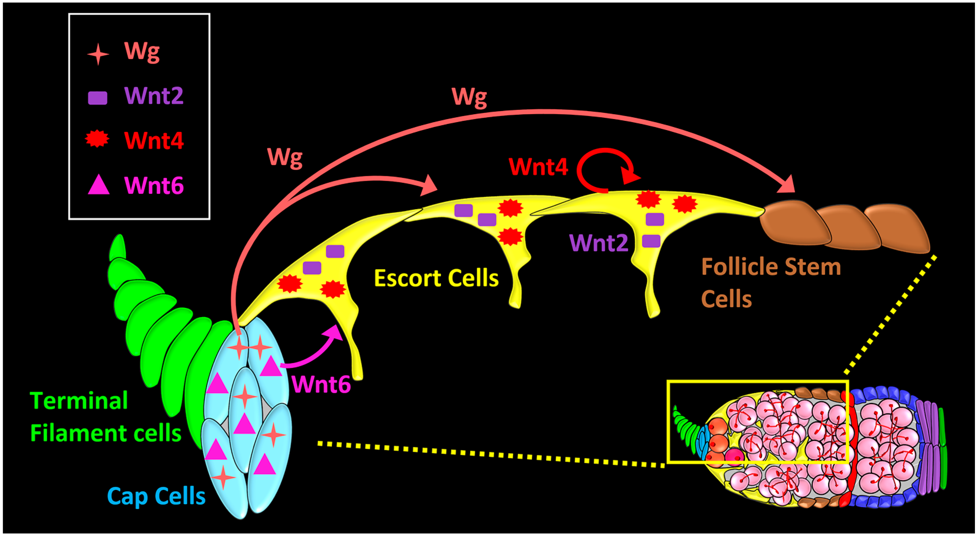 Genes 09 00127 g003 550