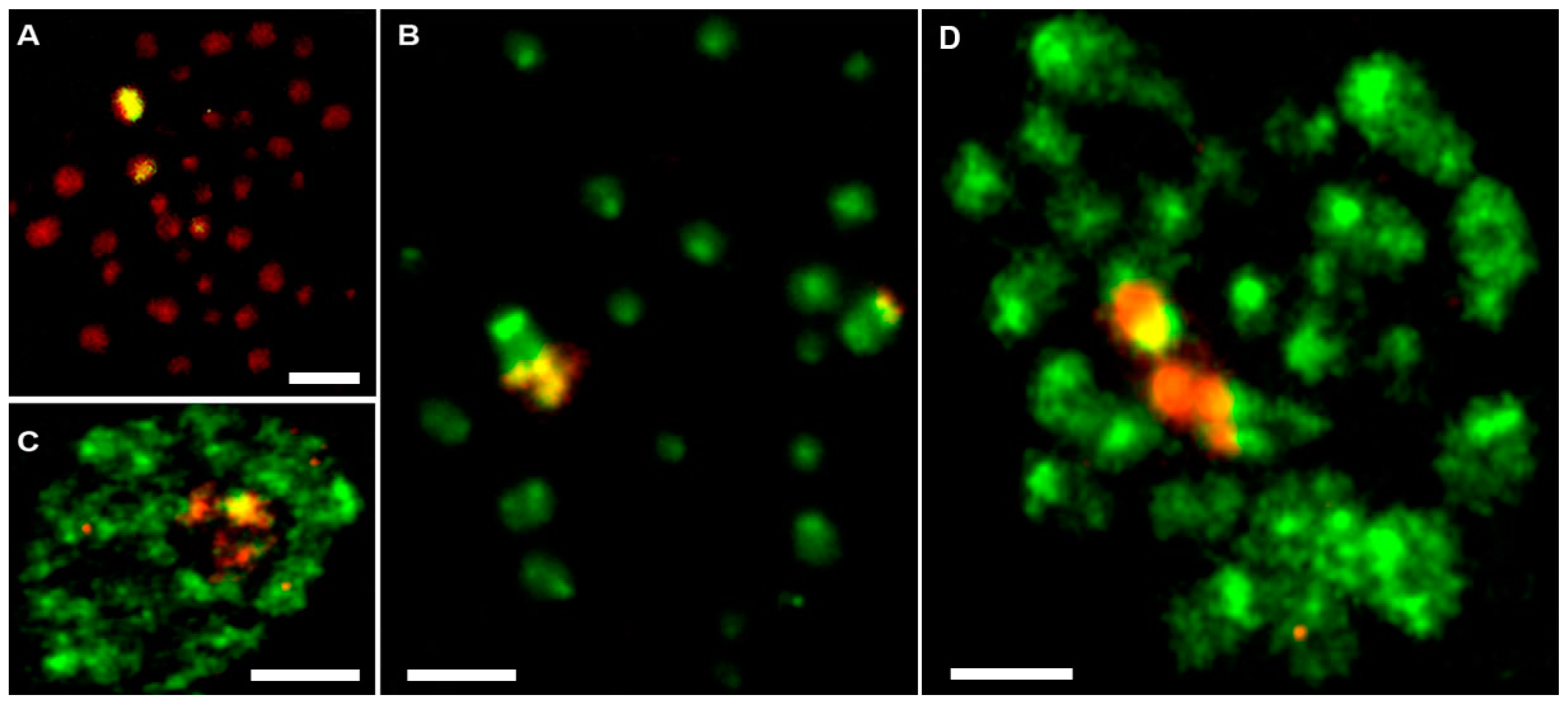 Genes 09 00150 g006 Genes 09 00150 g006