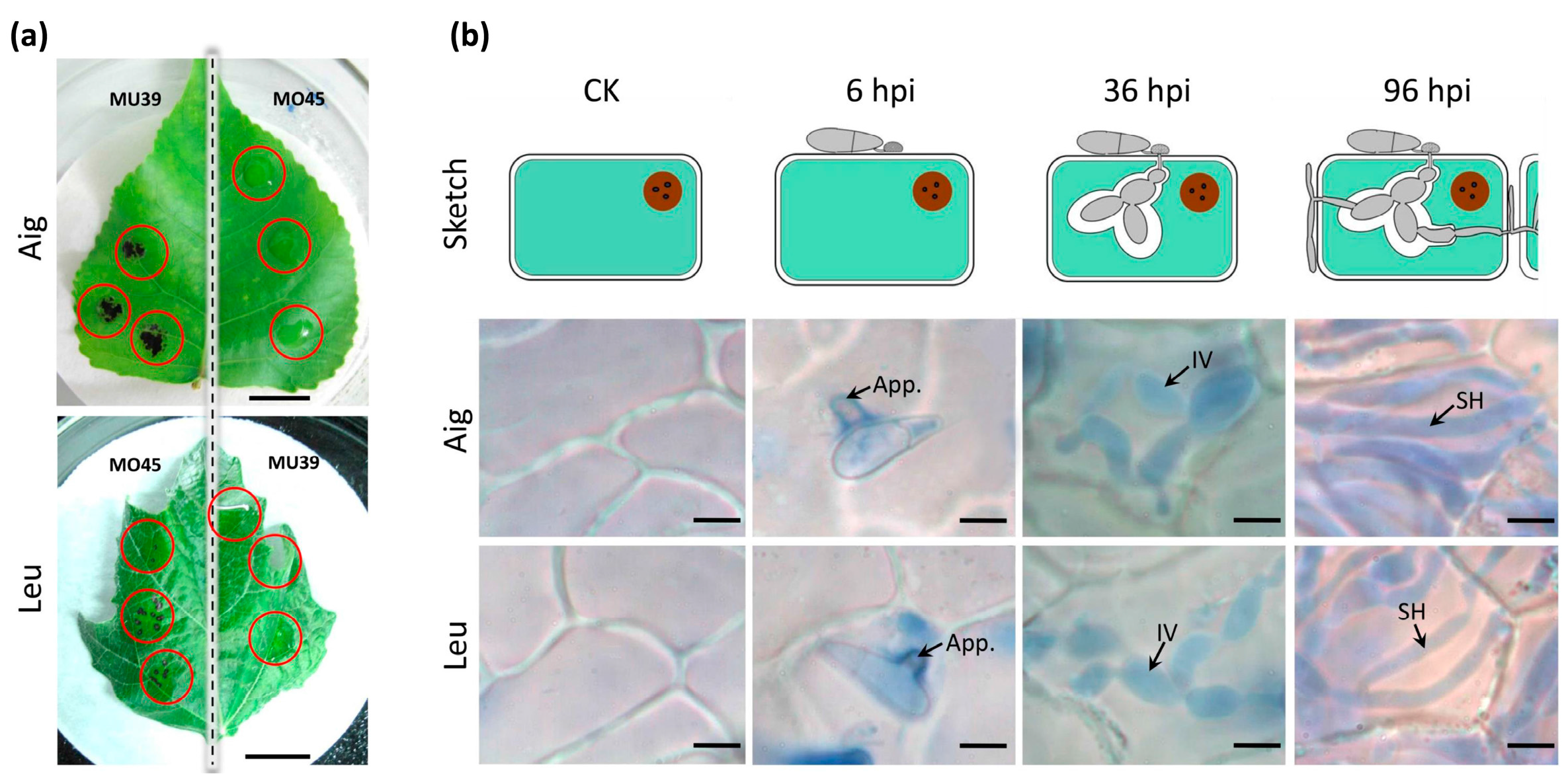 Genes 09 00154 g001