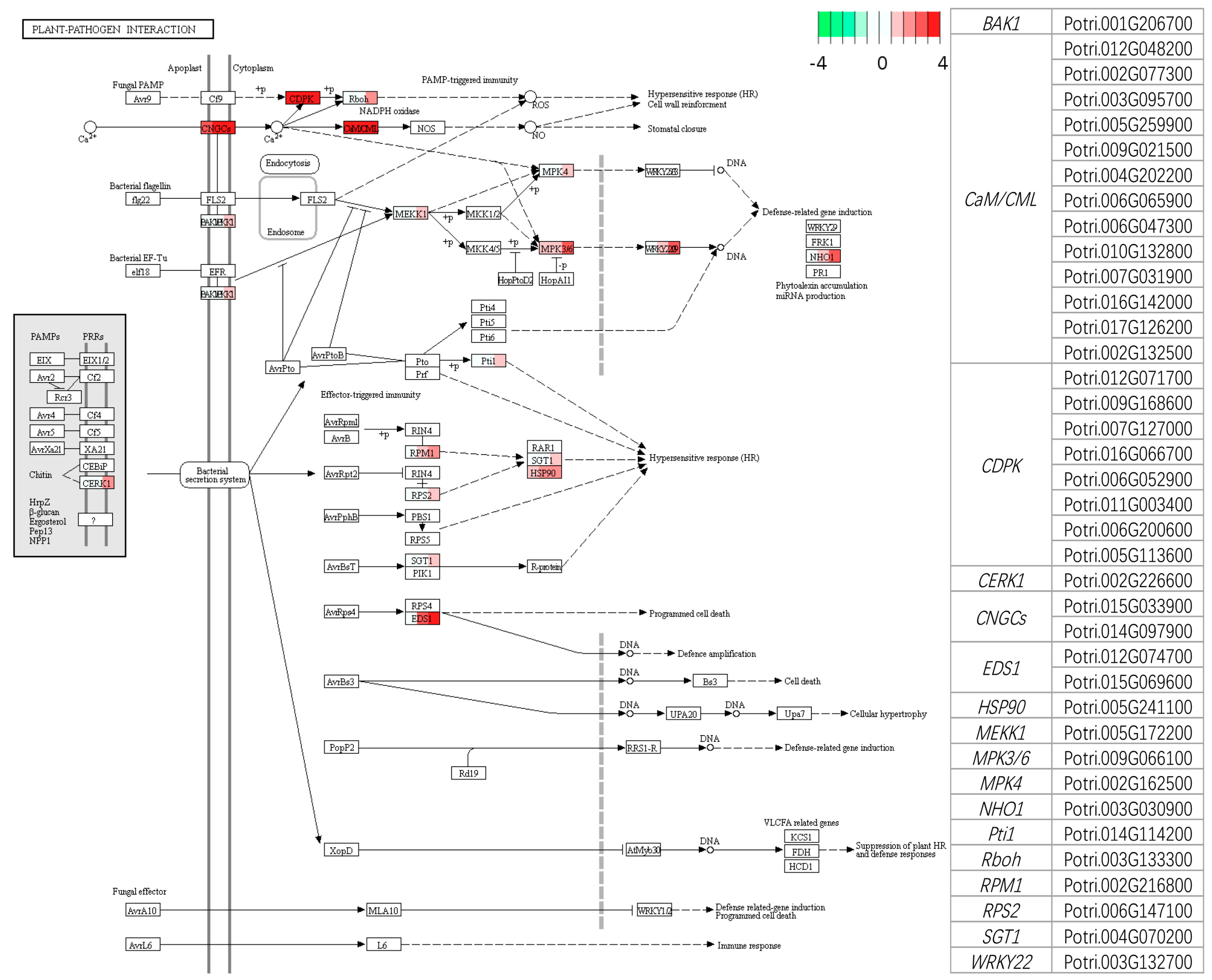 Genes 09 00154 g007