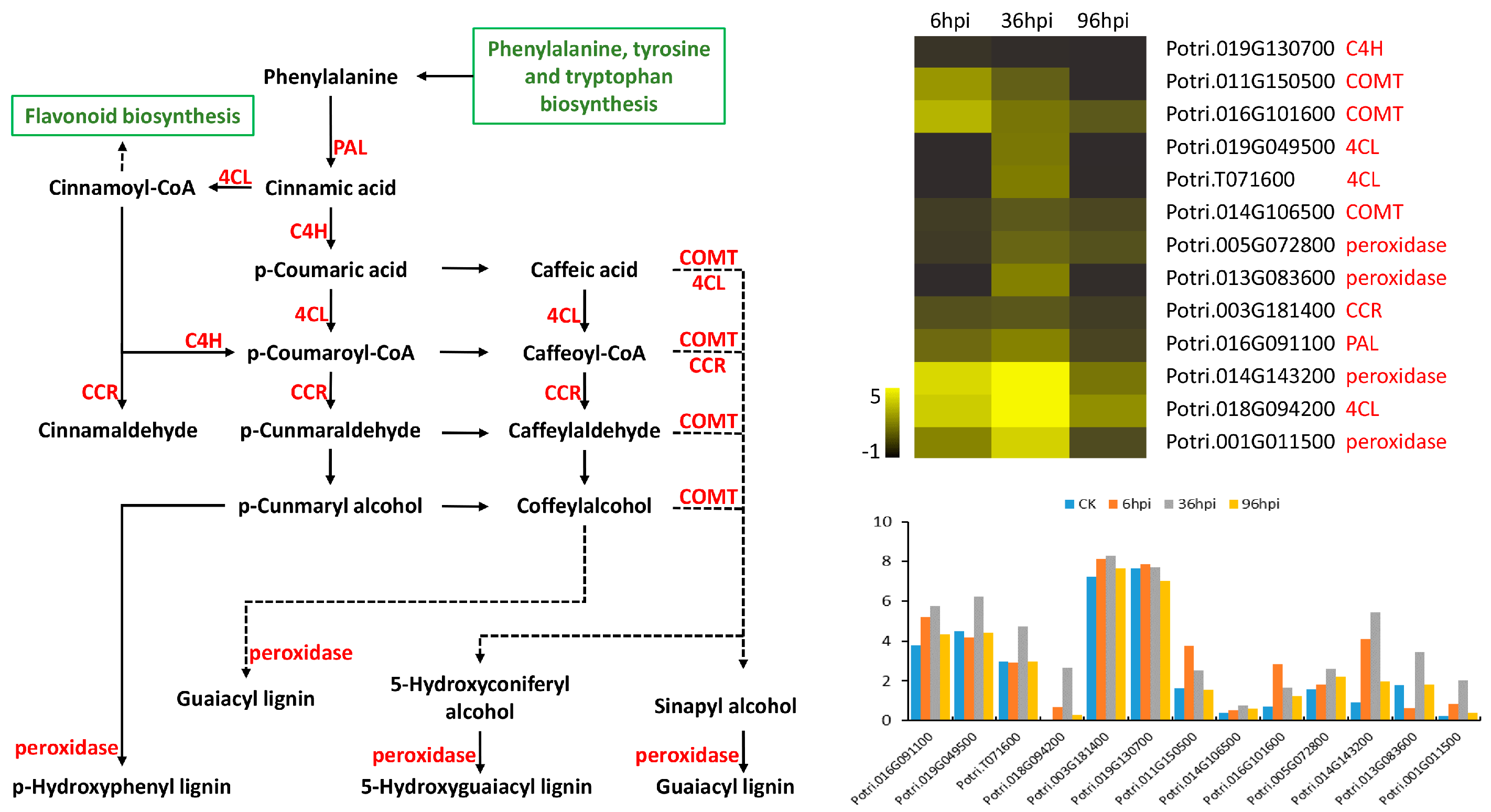 Genes 09 00154 g008