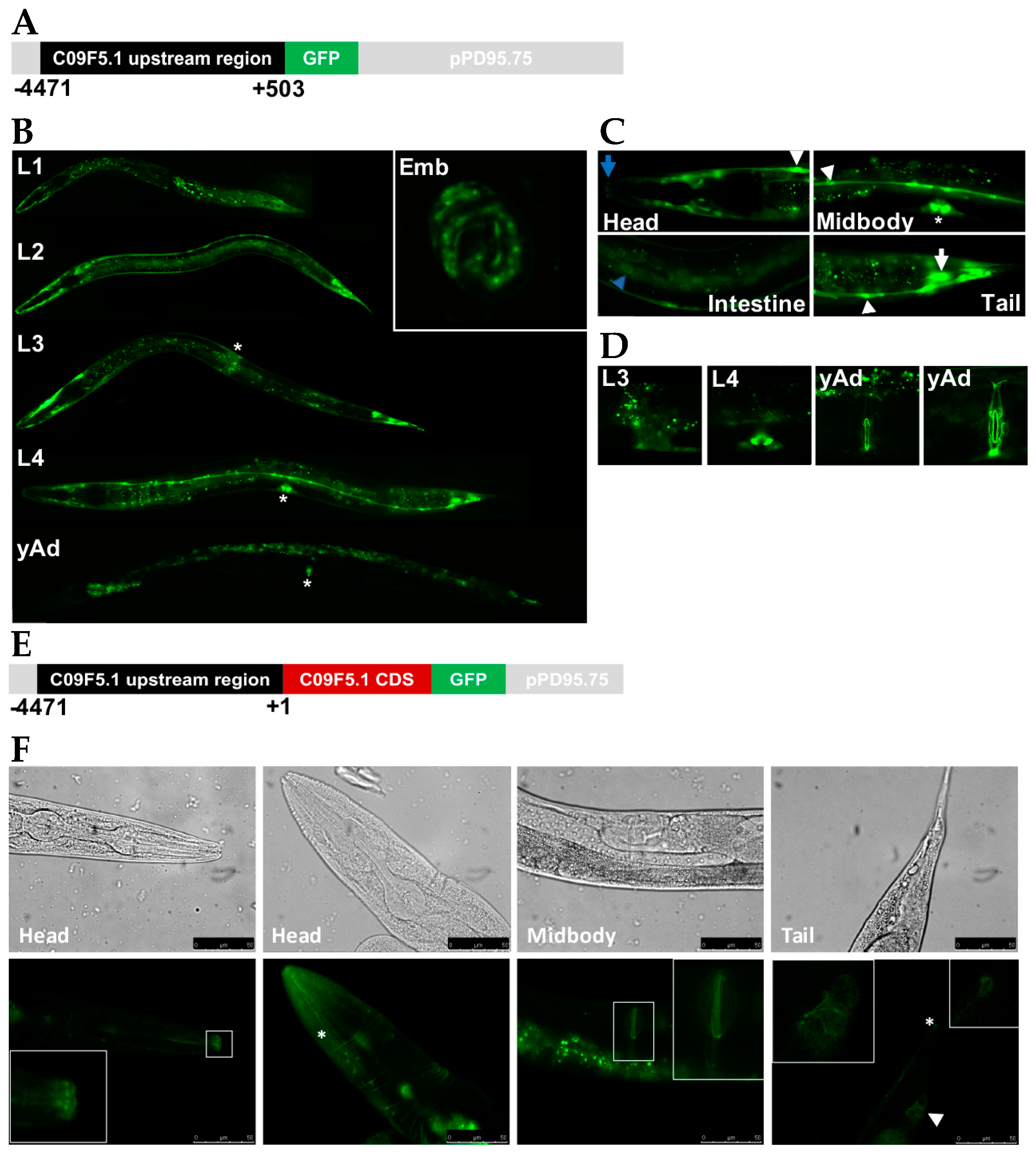 Genes 09 00160 g002 Genes 09 00160 g002
