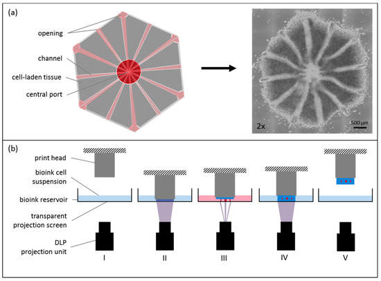 Bioprinting Perfusion-Enabled Liver Equivalents for Advanced