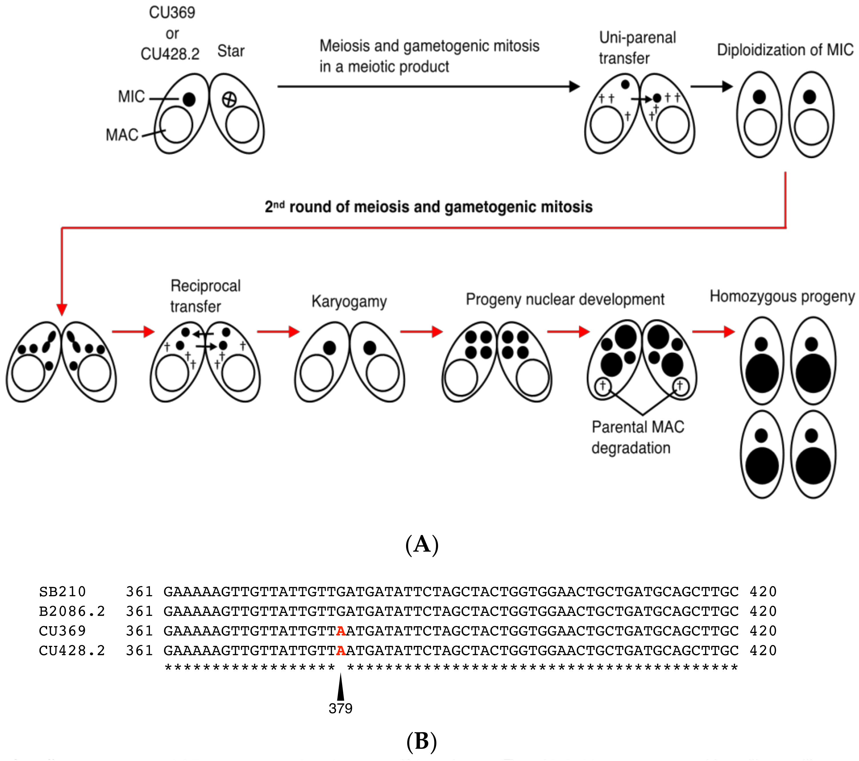 Genes 09 00179 g004a