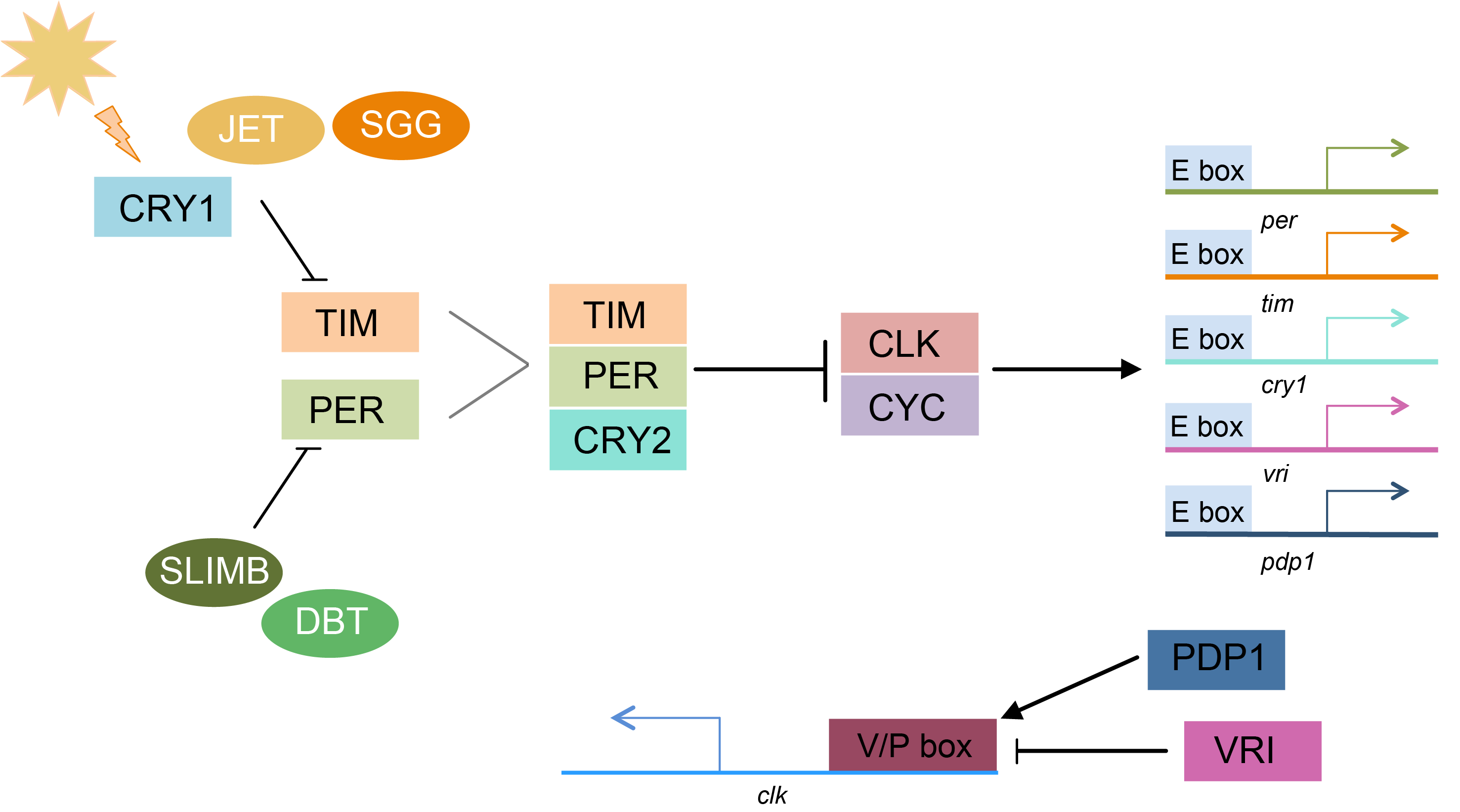 Genes 09 00180 g001 Genes 09 00180 g001
