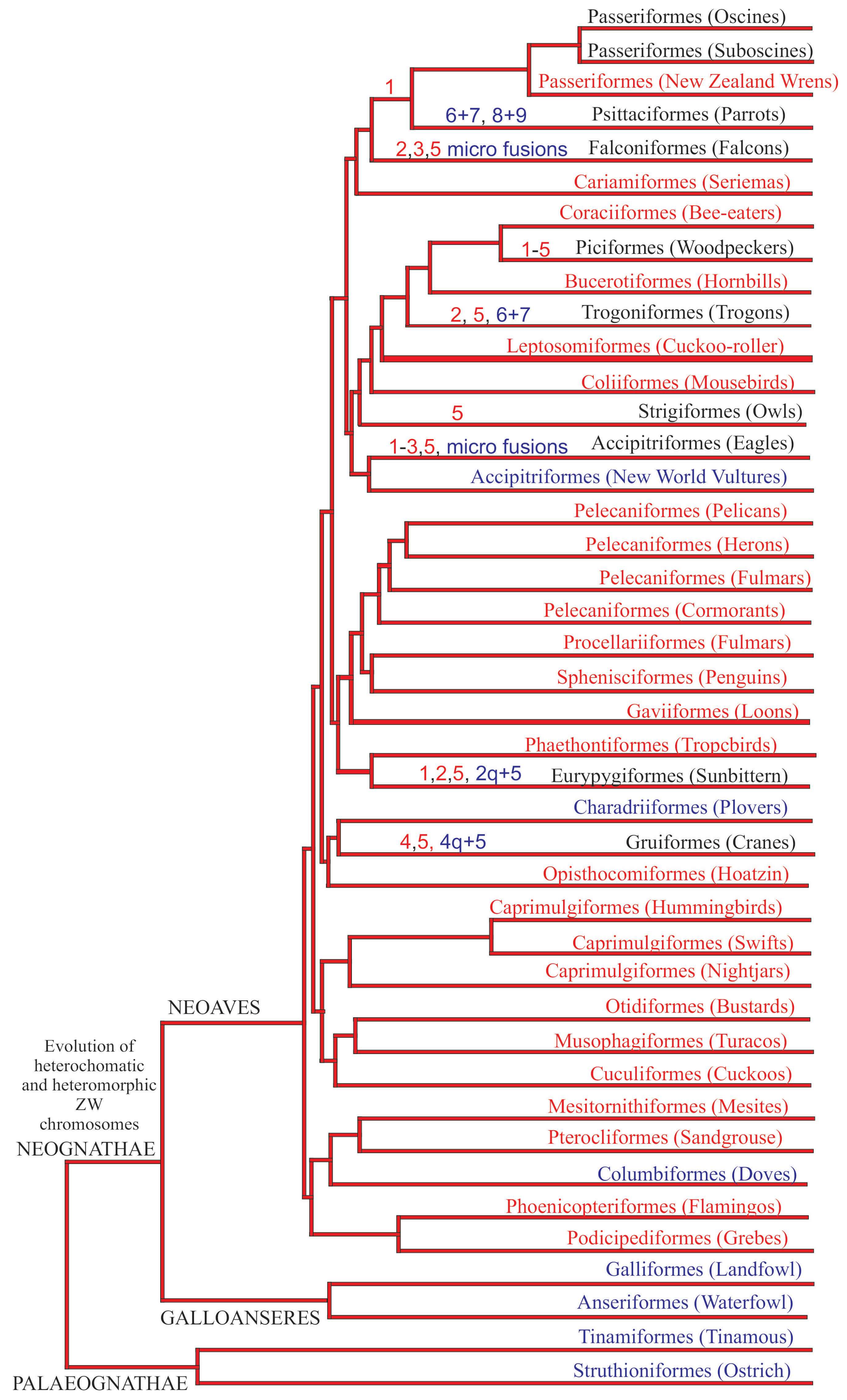 Genes 09 00181 g006 Genes 09 00181 g006