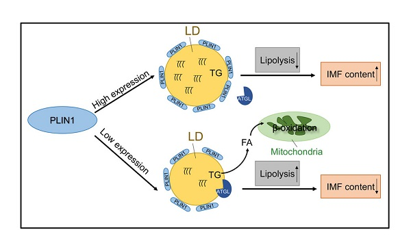 Genes | Free Full-Text | A Key Gene, PLIN1, Can Affect Porcine