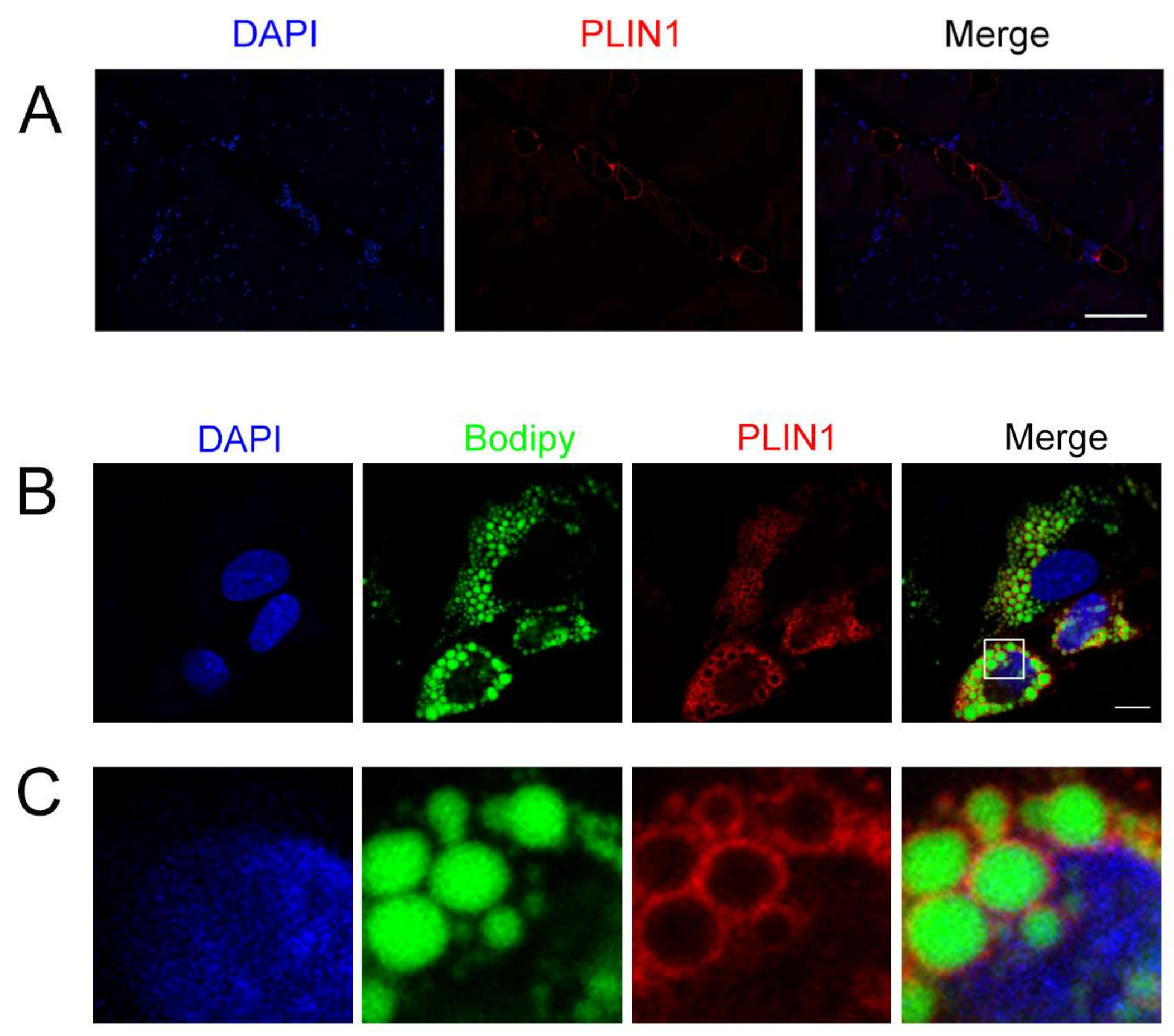 Genes 09 00194 g007