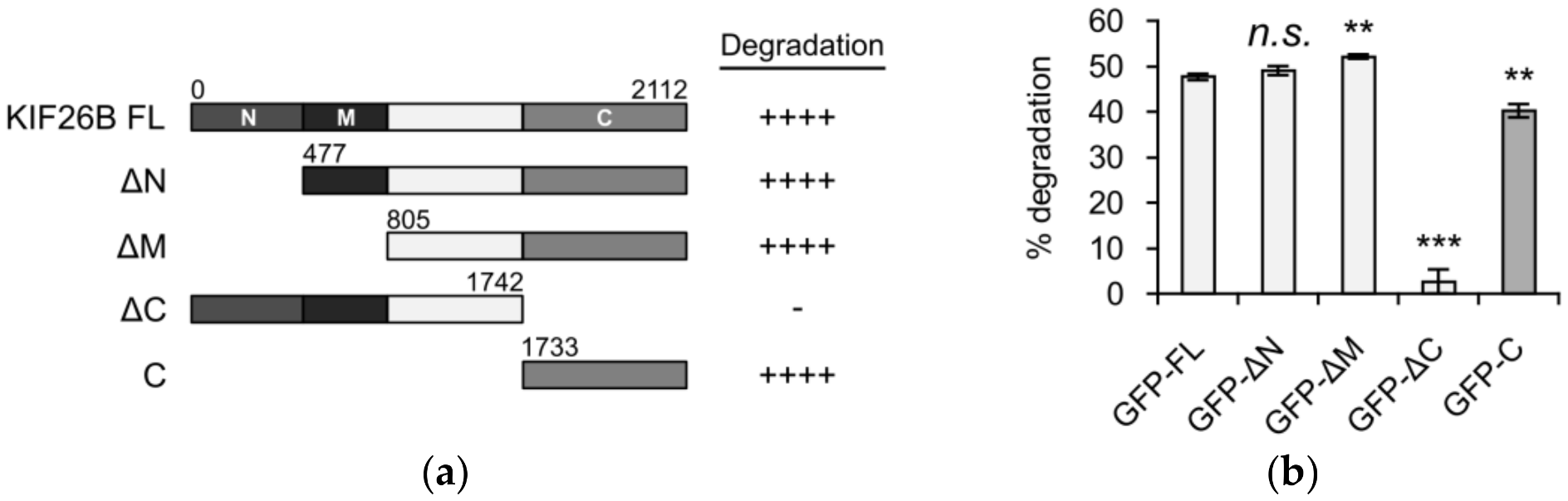 Genes | Free Full-Text | Identification of a WNT5A-Responsive 