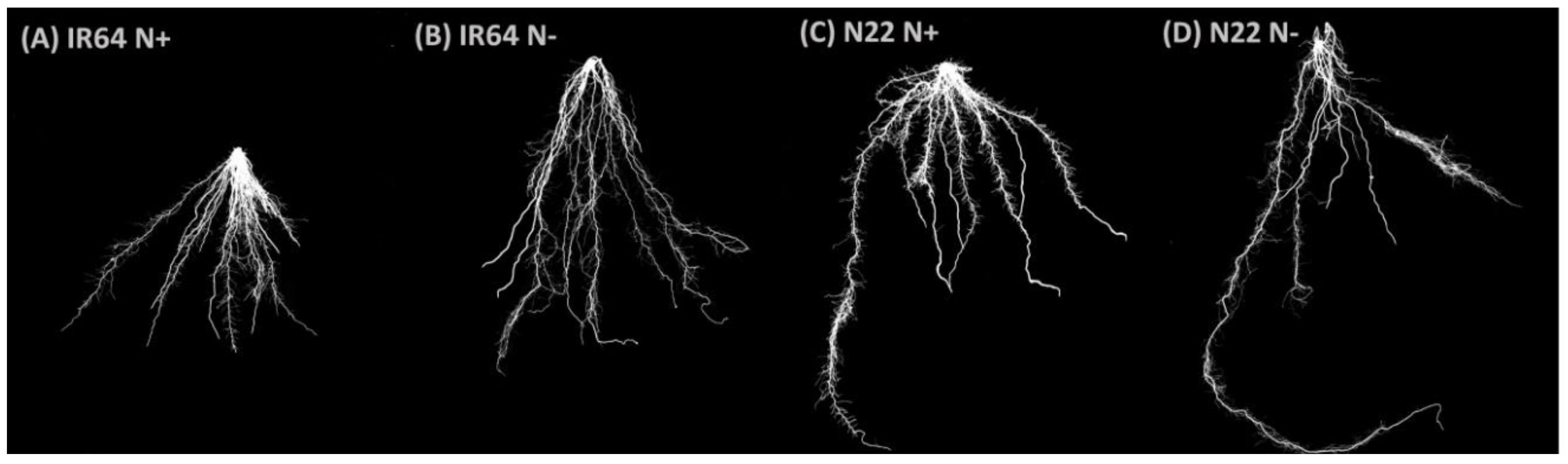 Genes 09 00206 g003a