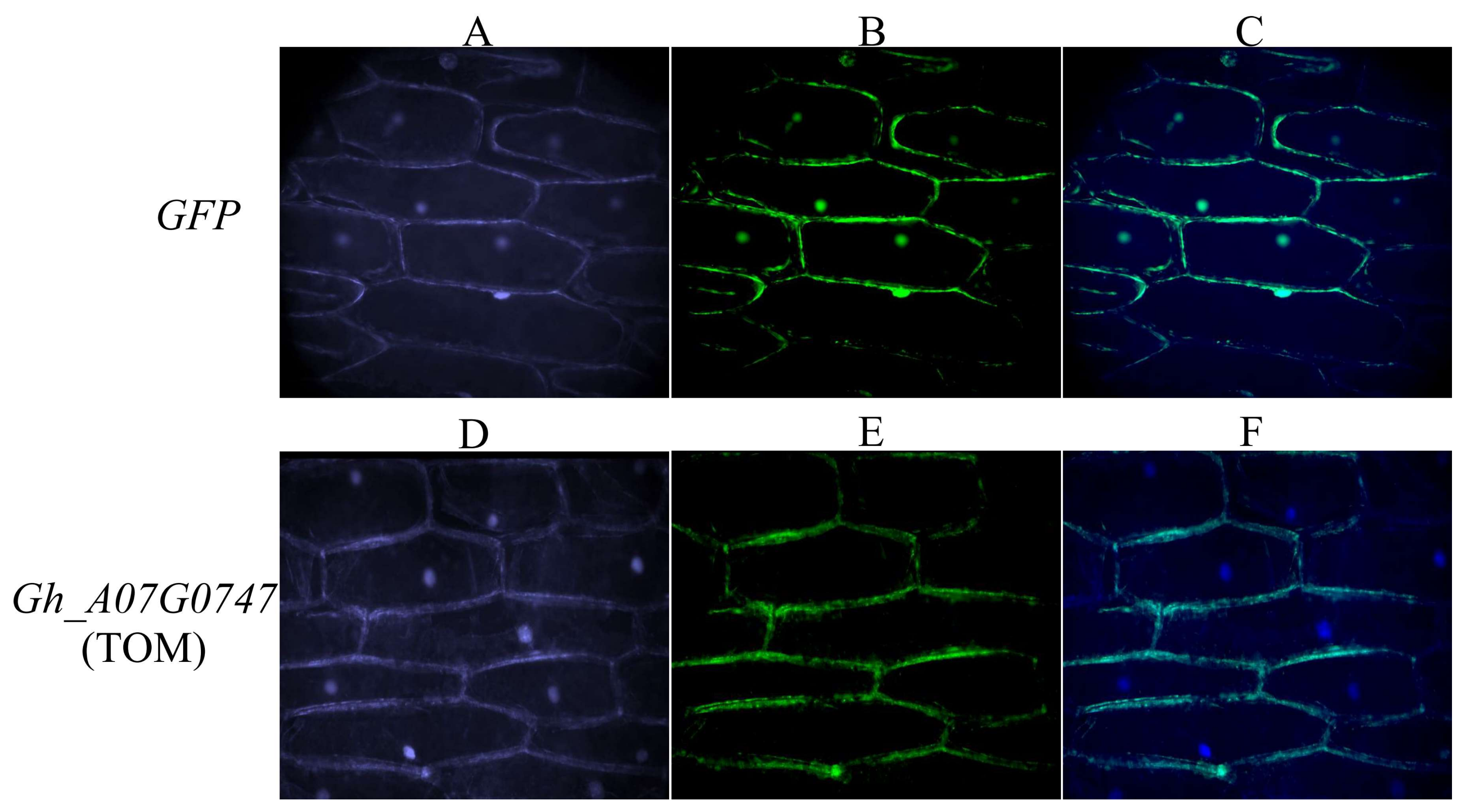 Genes 09 00209 g009