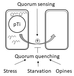 genes free full text quorum sensing and quorum quenching what is quorum sensing