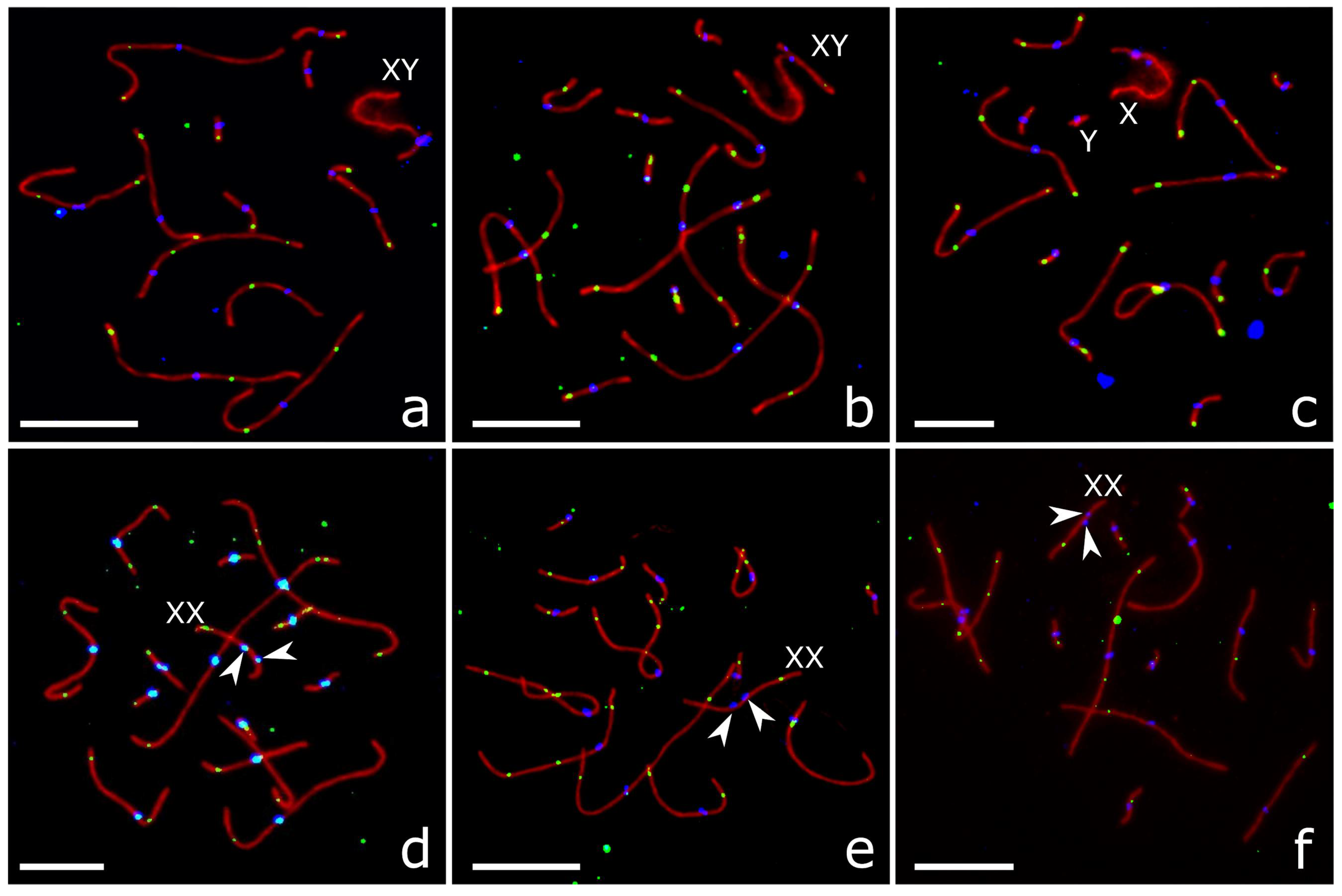 Genes 09 00227 g002 Genes 09 00227 g002