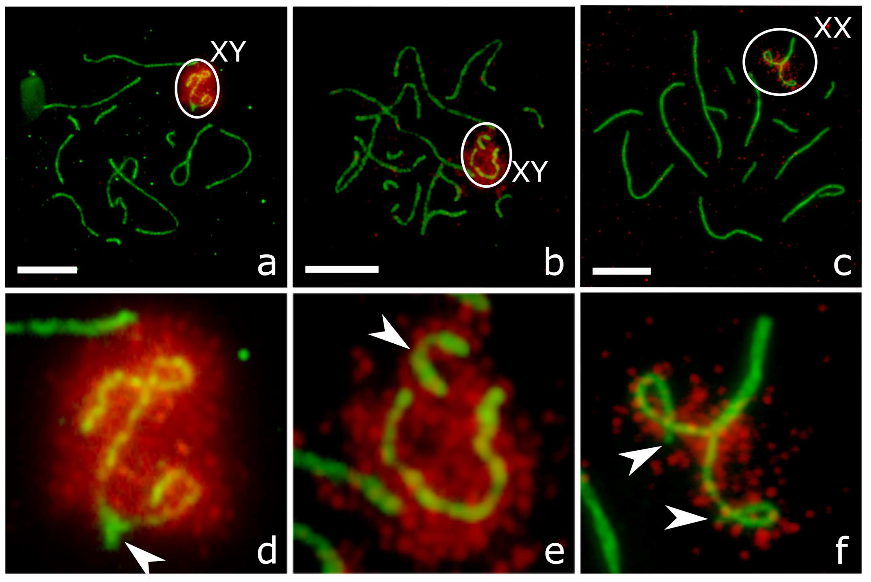 Genes 09 00227 g005 Genes 09 00227 g005