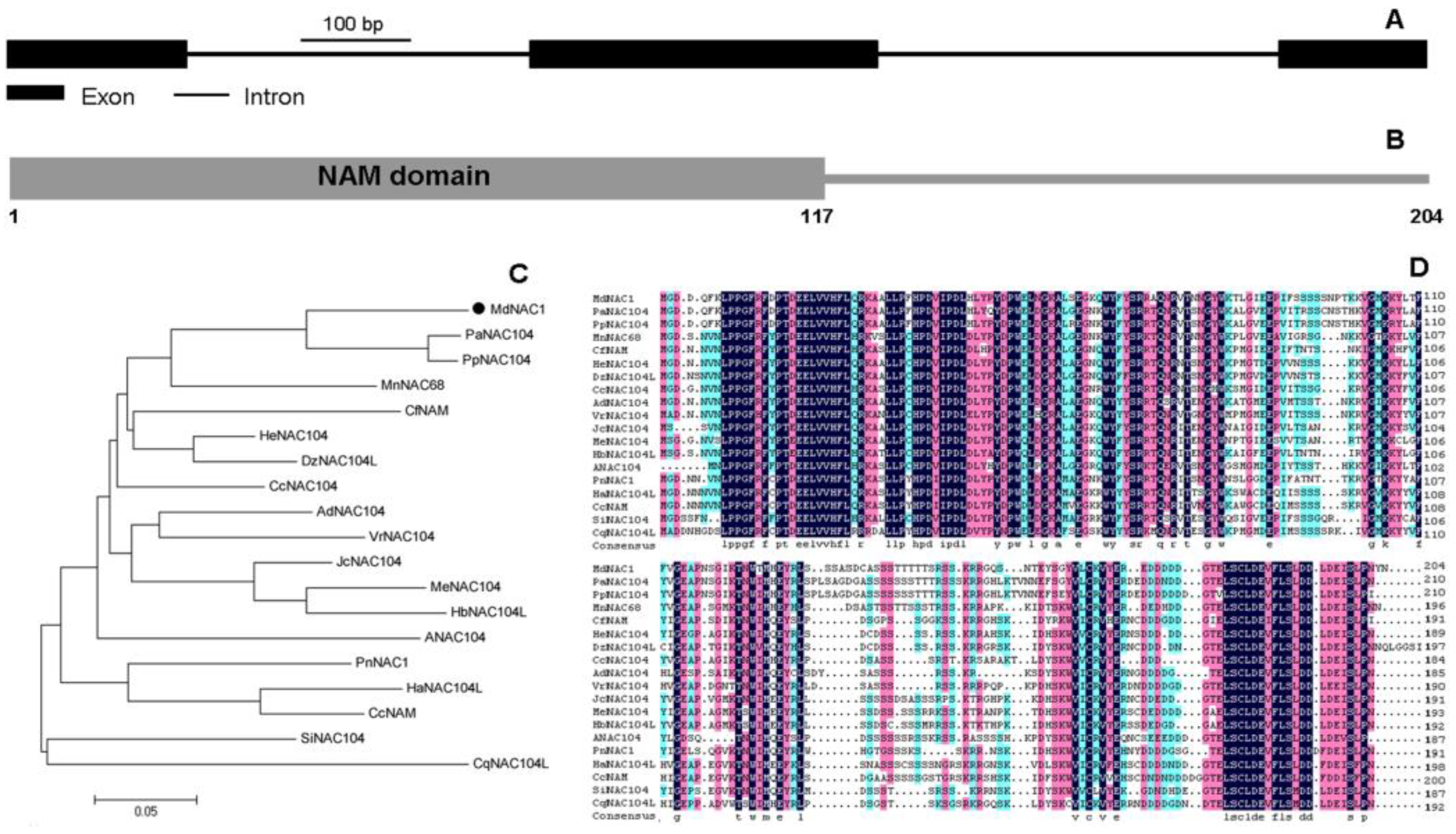 Study Genes Dwarf Environment In >> Genes Free Full Text Overexpression Of A Novel Apple Nac Study Genes Dwarf Environment In >> Genes Free Full Text Overexpression Of A Novel Apple Nac