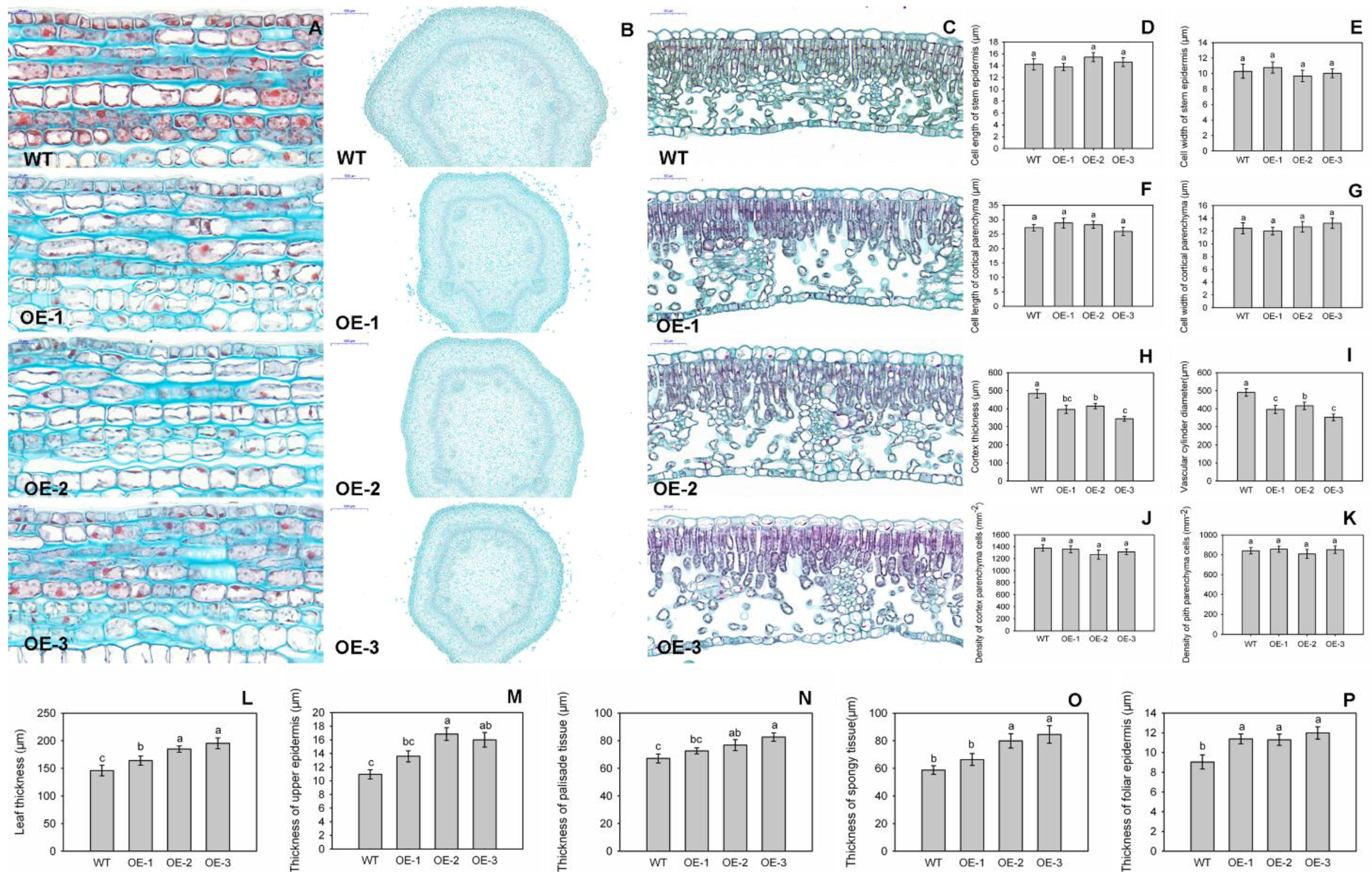 Study Genes Dwarf Environment In >> Genes Free Full Text Overexpression Of A Novel Apple Nac Study Genes Dwarf Environment In >> Genes Free Full Text Overexpression Of A Novel Apple Nac