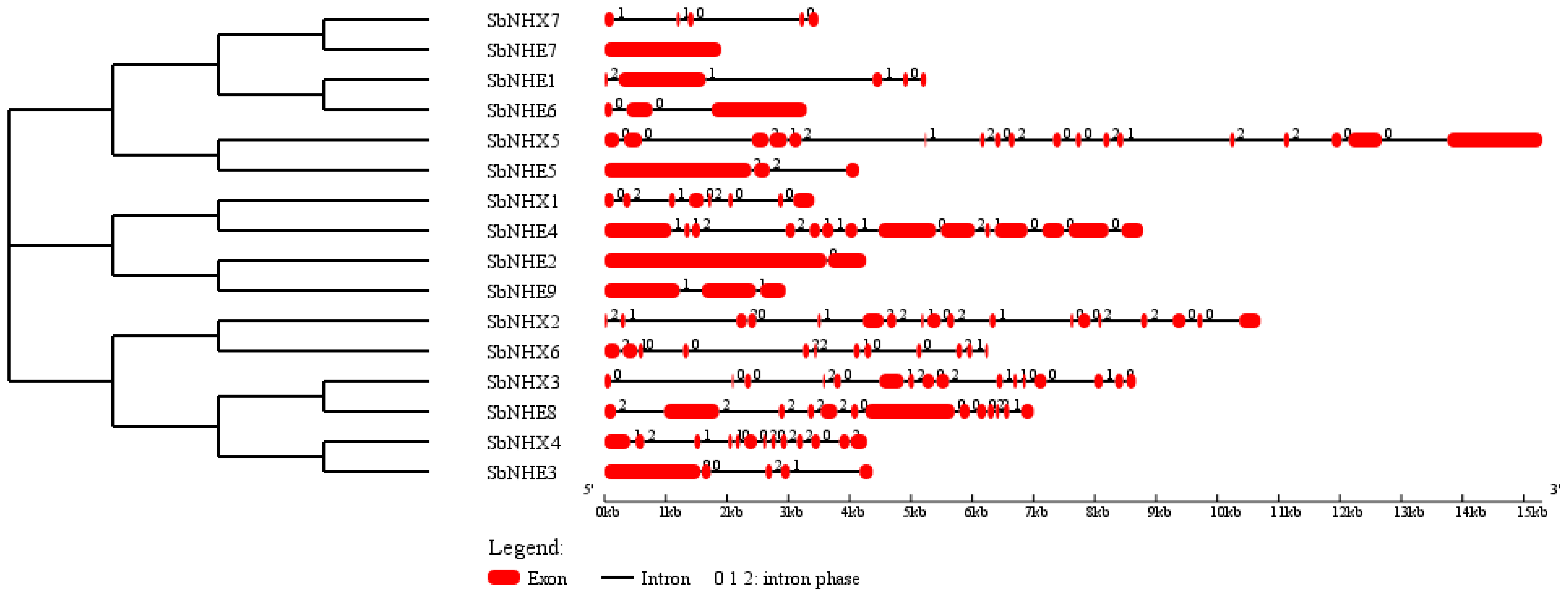Genes 09 00236 g001 Genes 09 00236 g001