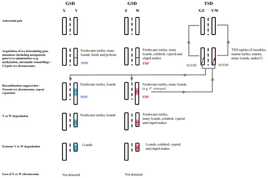 Chromosome evolution in insect sex