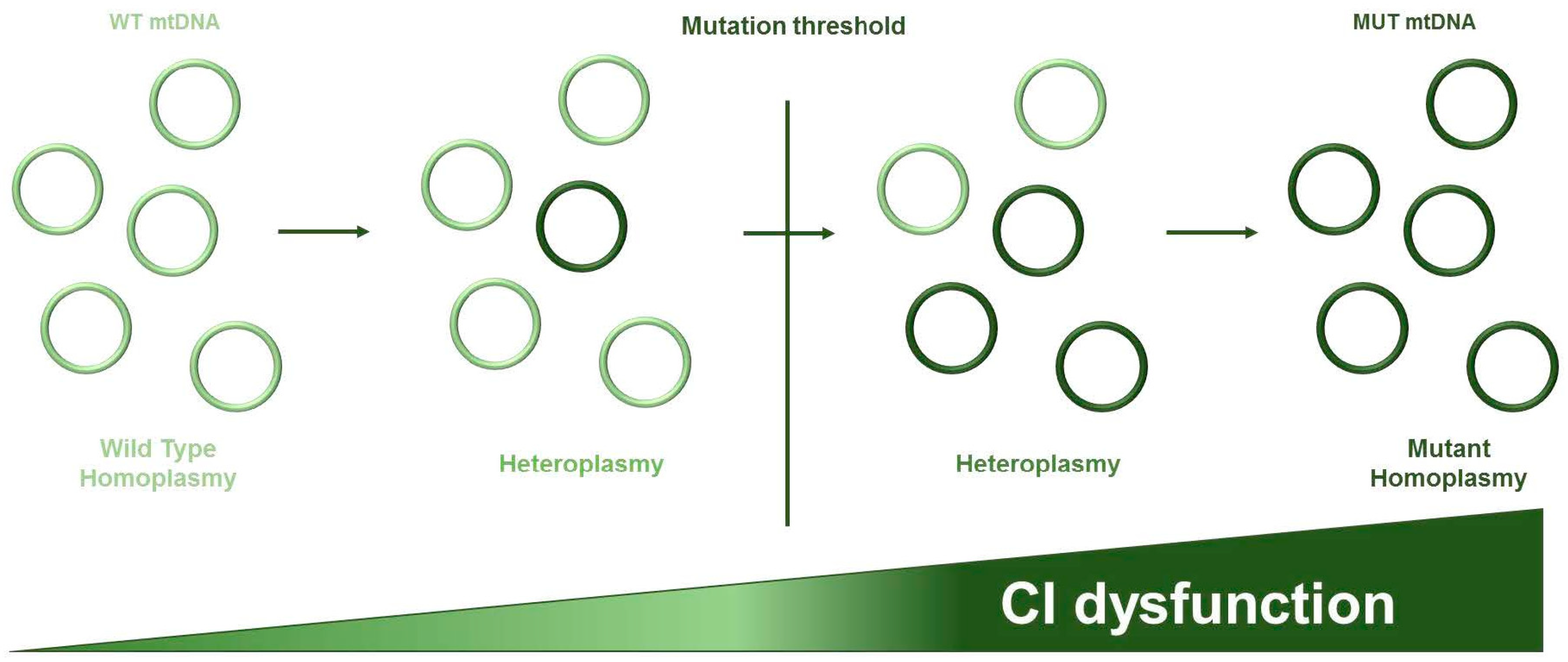 Genes 09 00243 g002