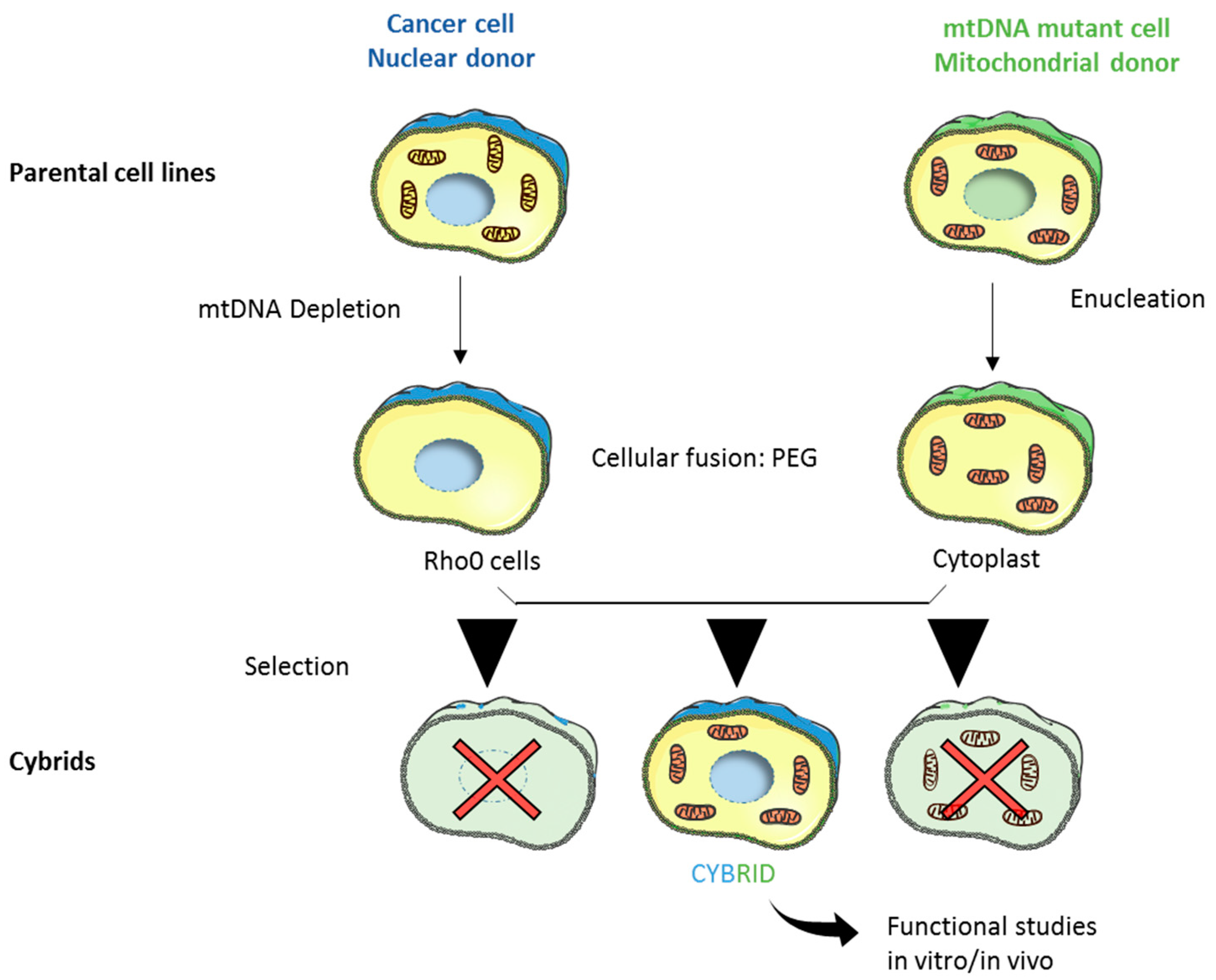 Genes 09 00243 g003