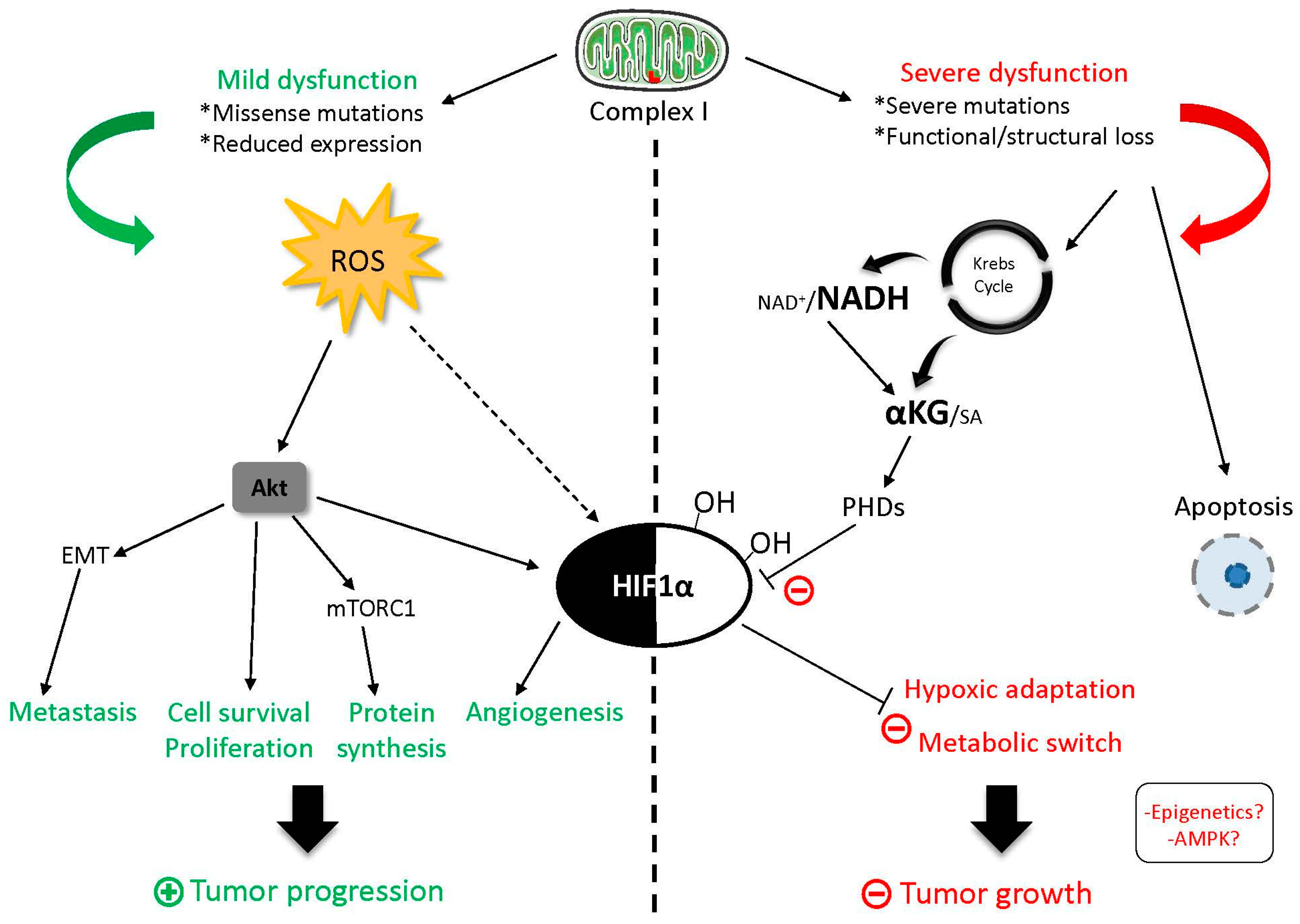 Genes 09 00243 g004