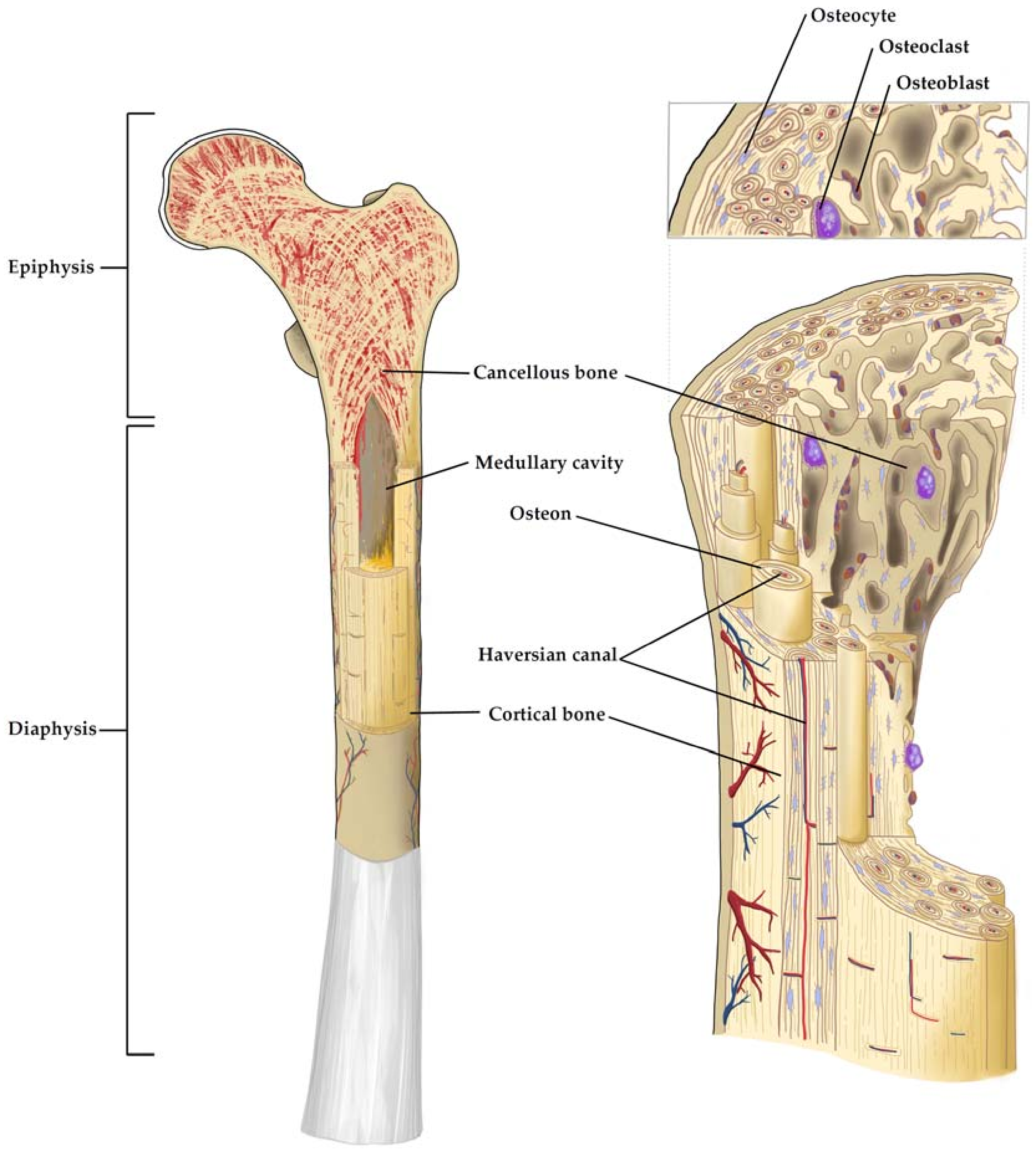 Models of long bone anatomy. Human long bone anatomy at the diaphysis