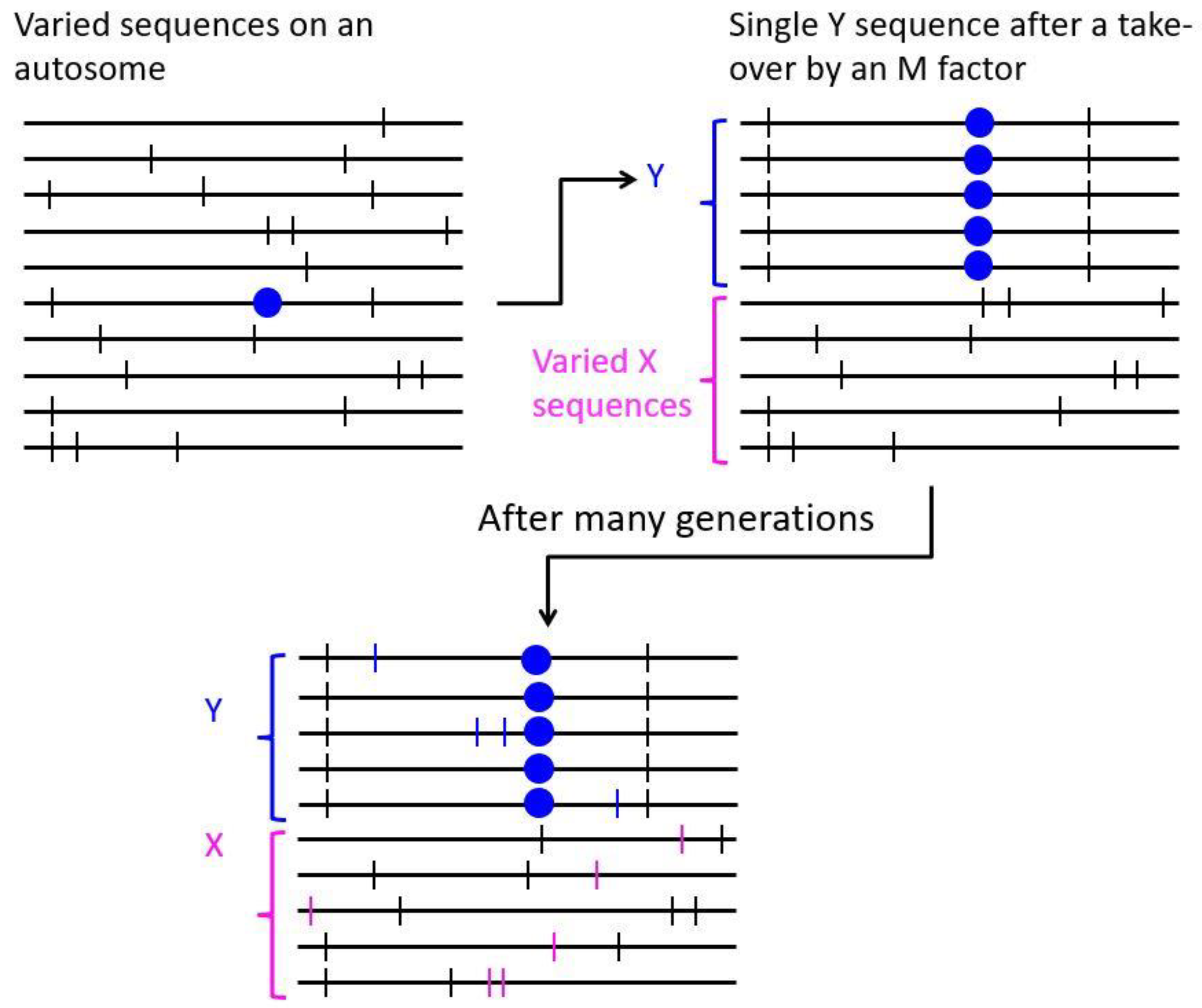 Genes 09 00264 g004 Genes 09 00264 g004