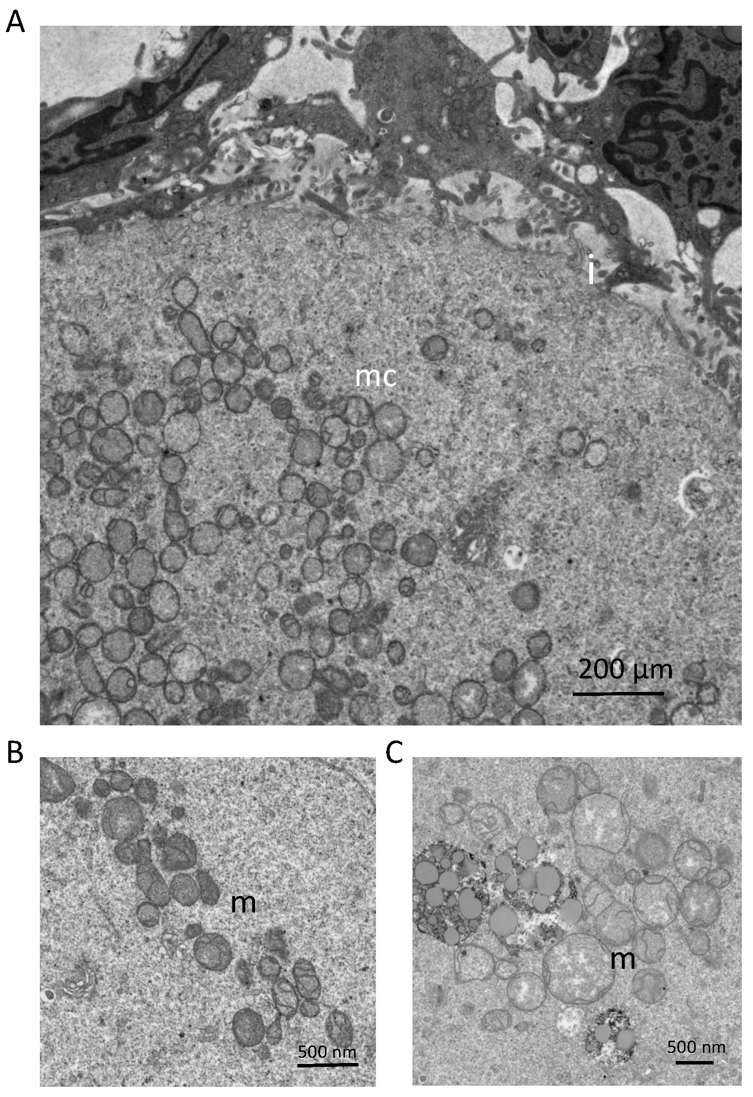 Genes 09 00265 g002