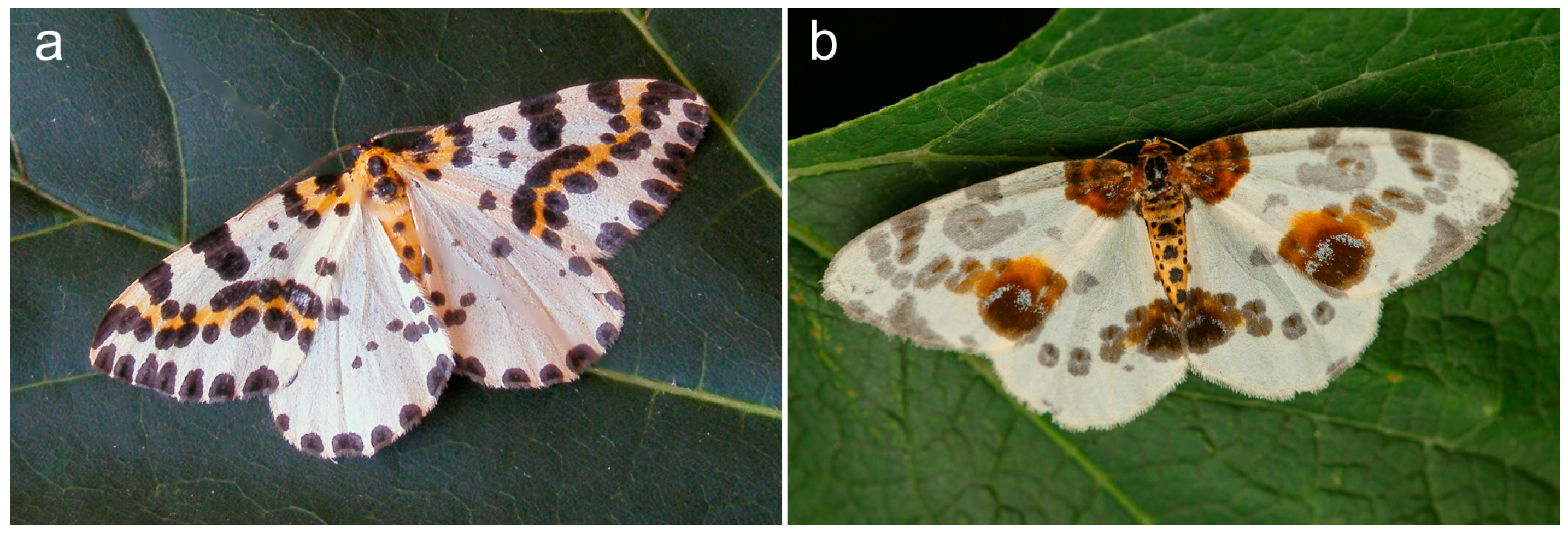 Genes 09 00279 g001 Genes 09 00279 g001