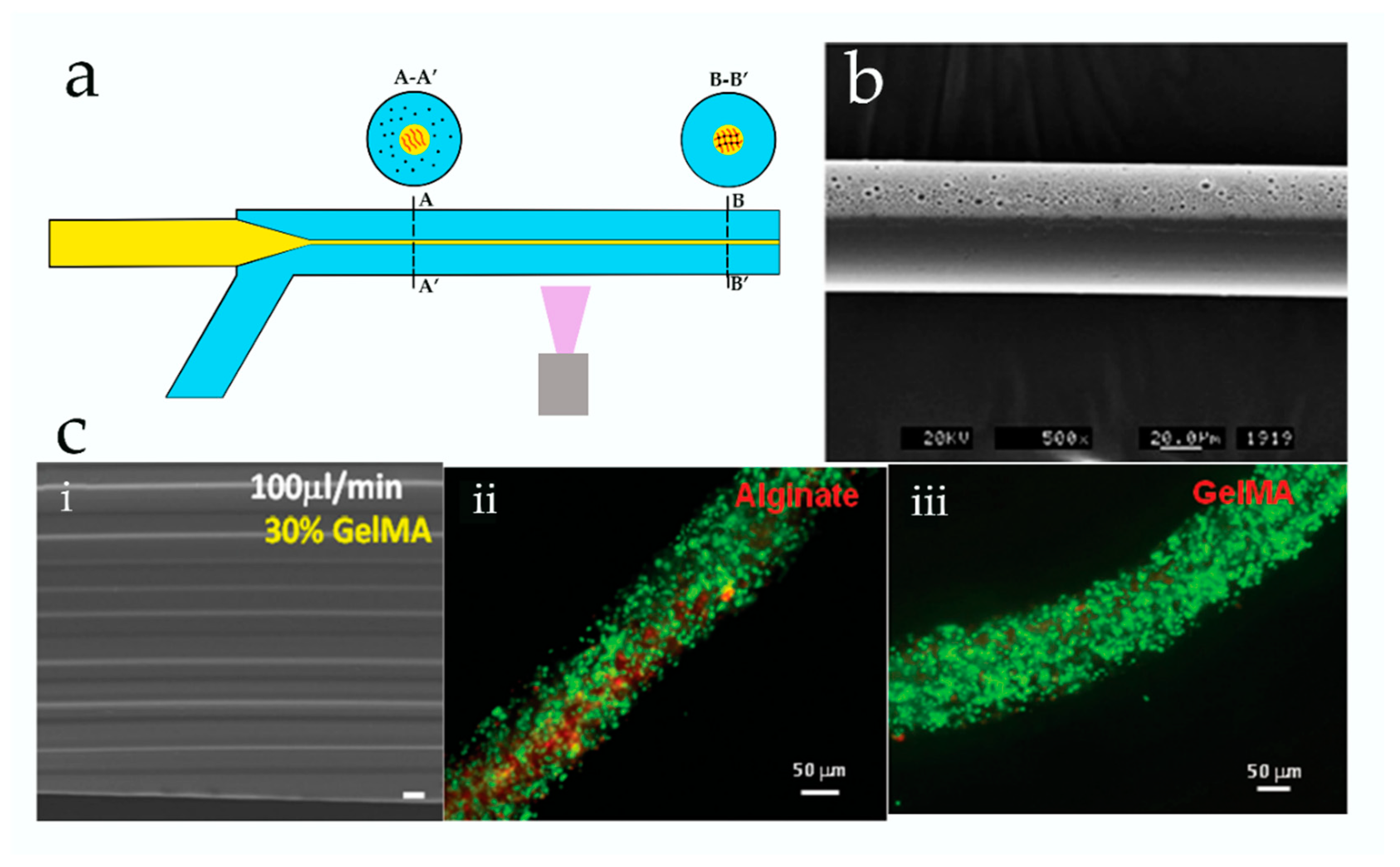 Genes 09 00283 g003