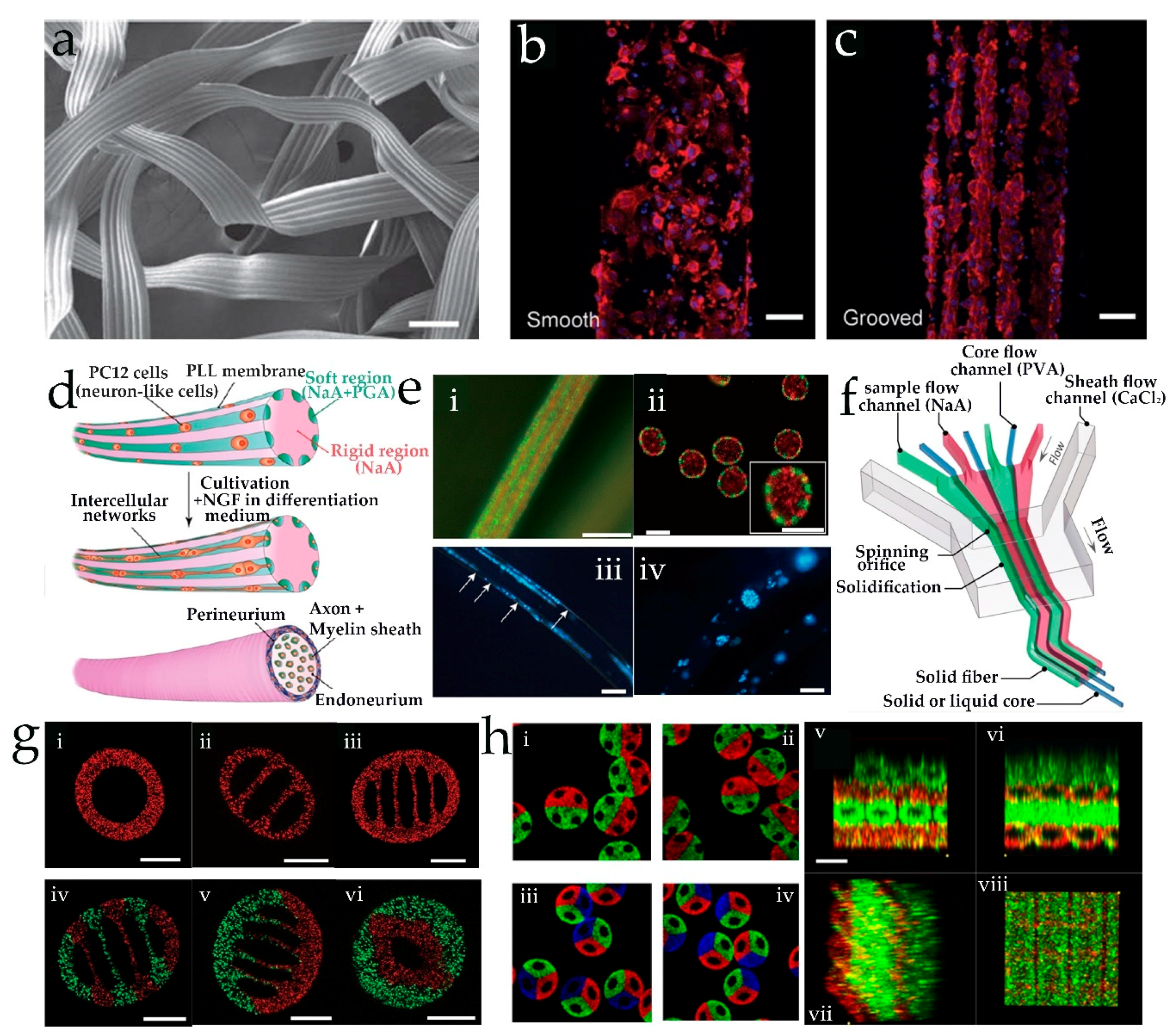 Genes 09 00283 g004