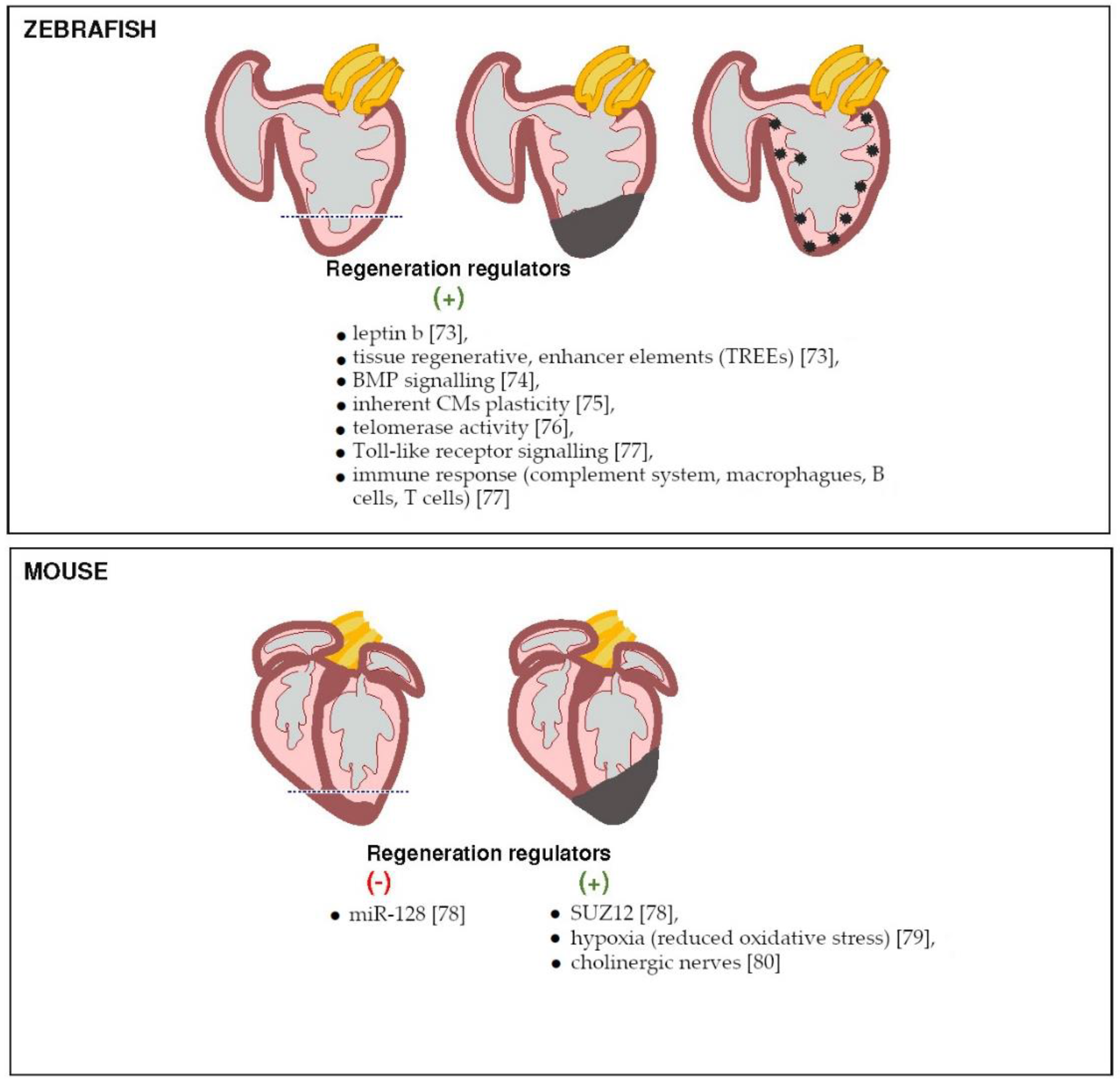 Genes 09 00289 g002
