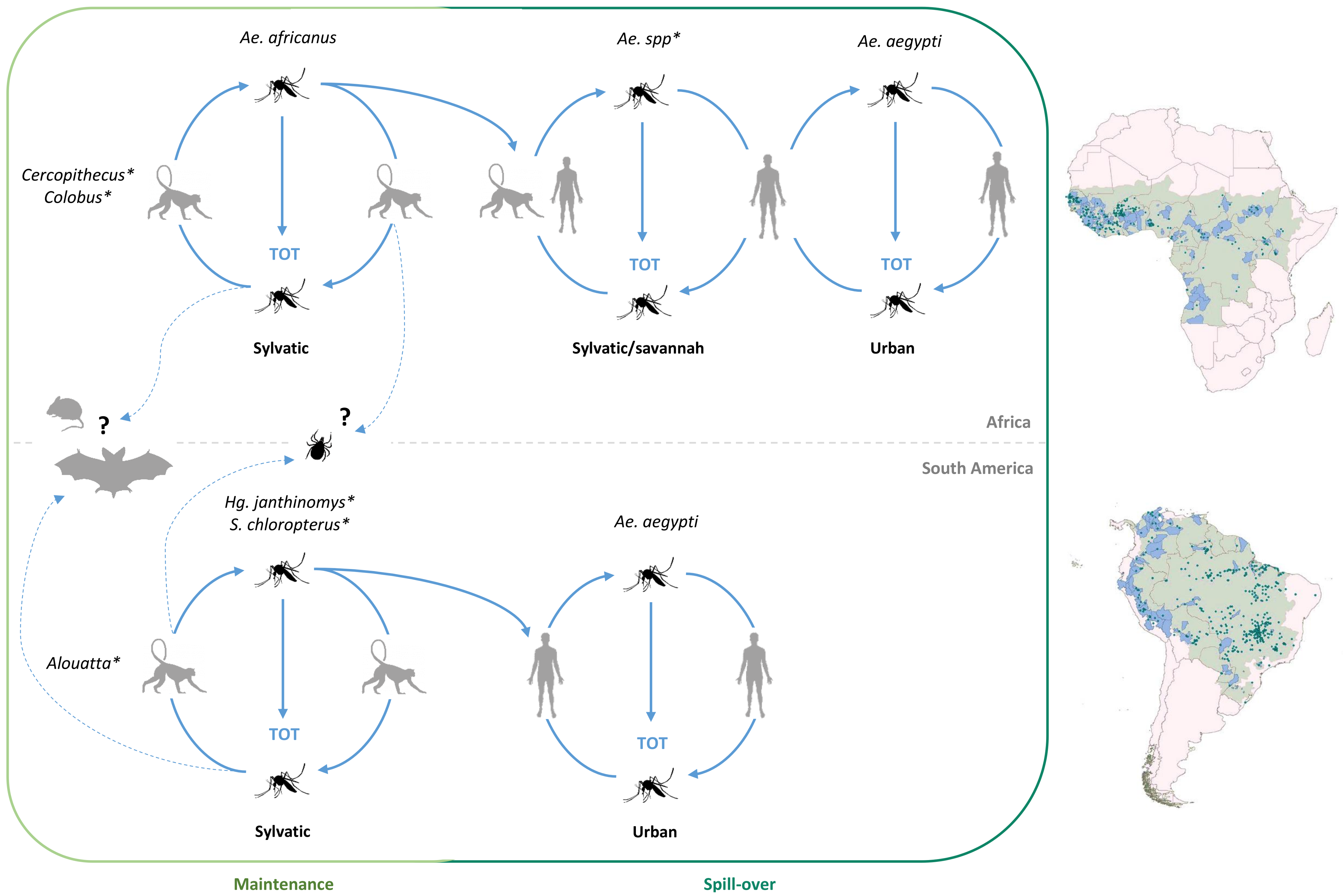 Genes Free FullText What Does the Future Hold for Yellow Fever