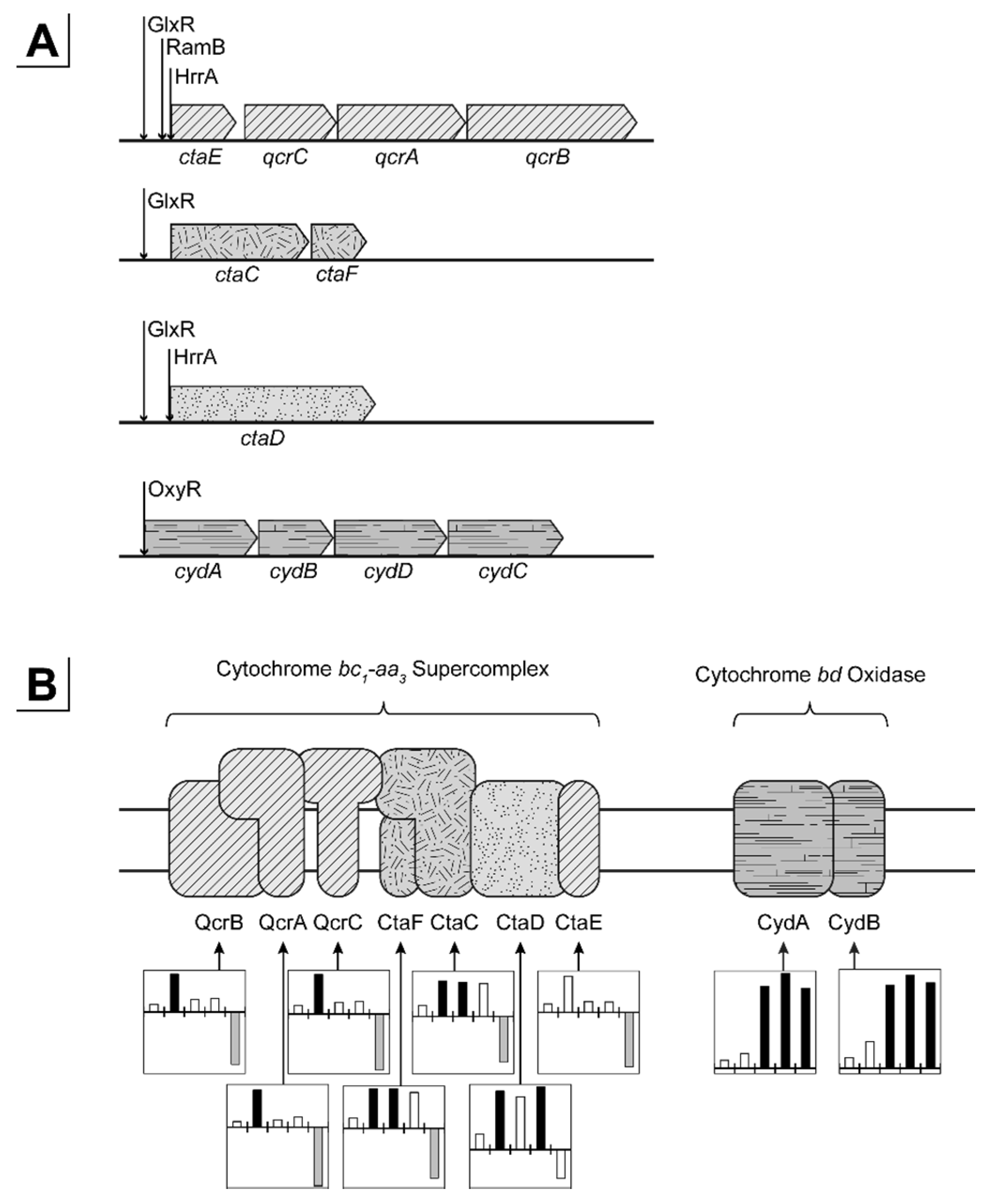 Genes 09 00297 g005