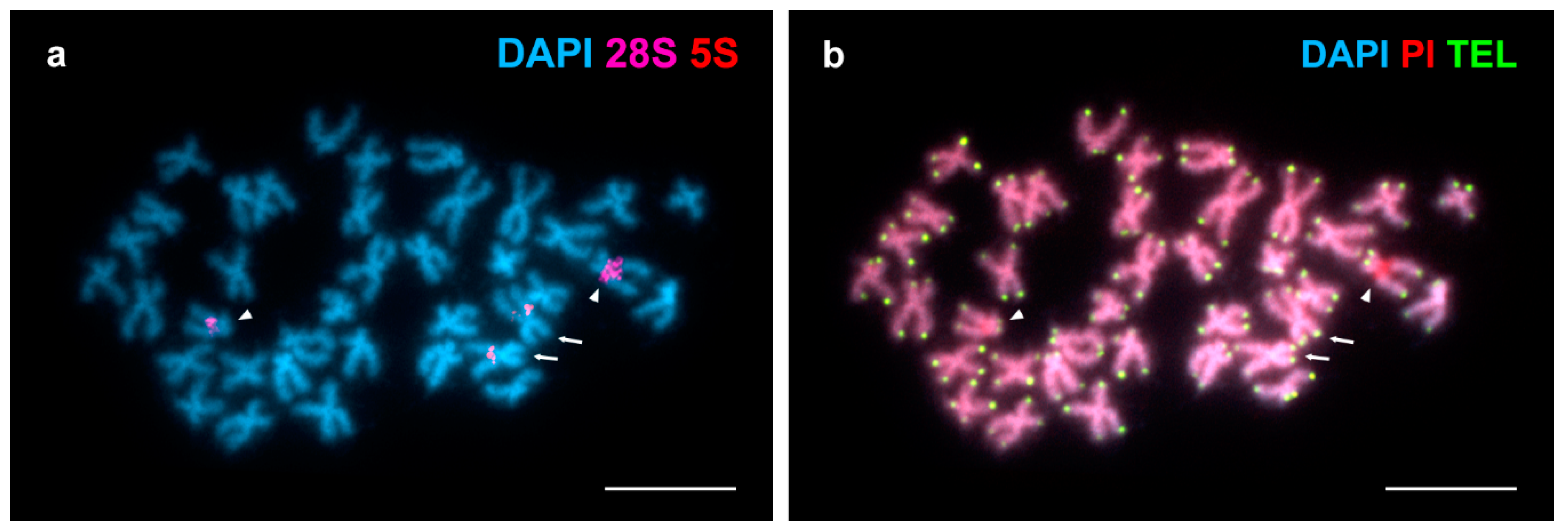 Genes 09 00299 g002 Genes 09 00299 g002