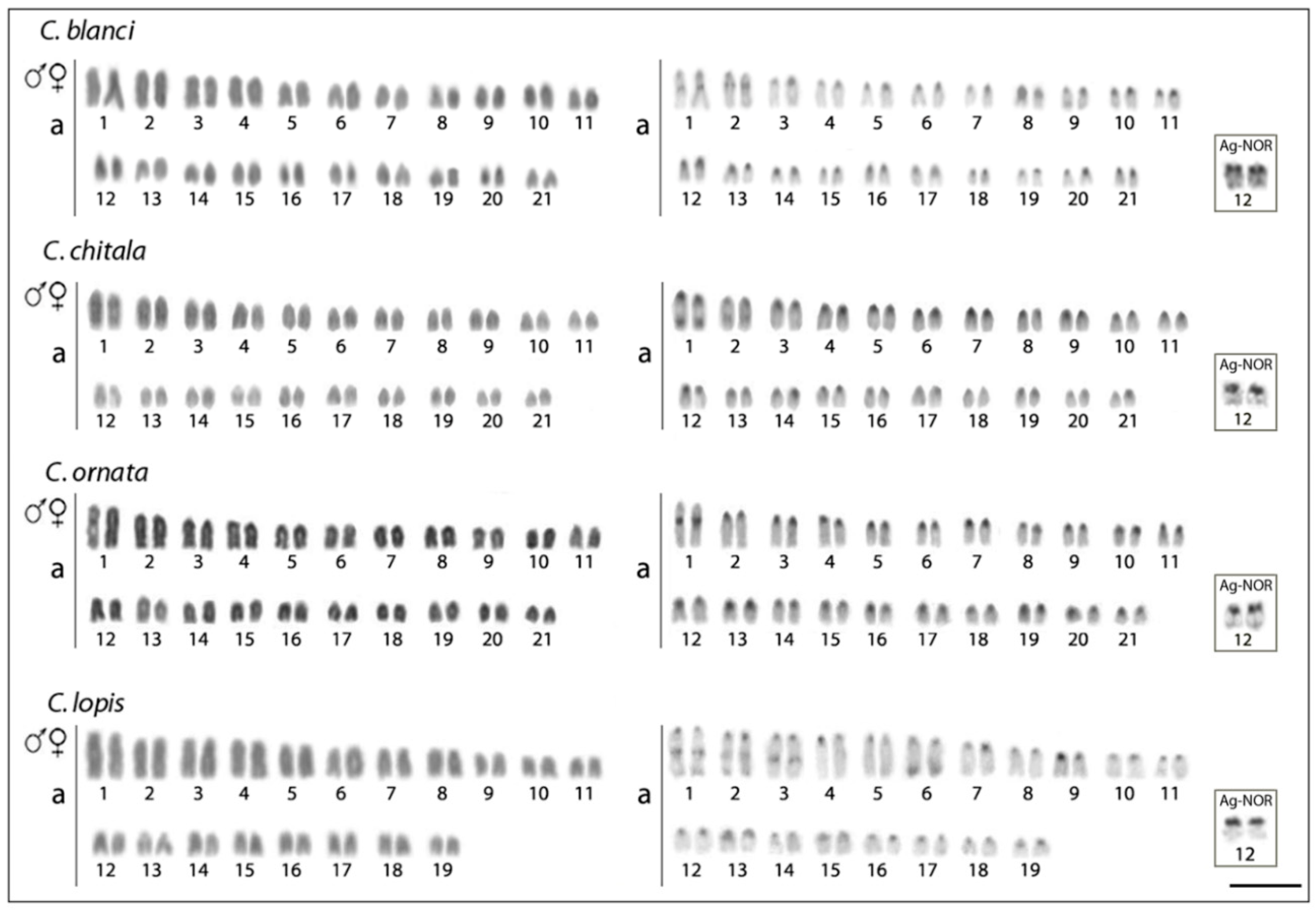 Genes 09 00306 g002 Genes 09 00306 g002