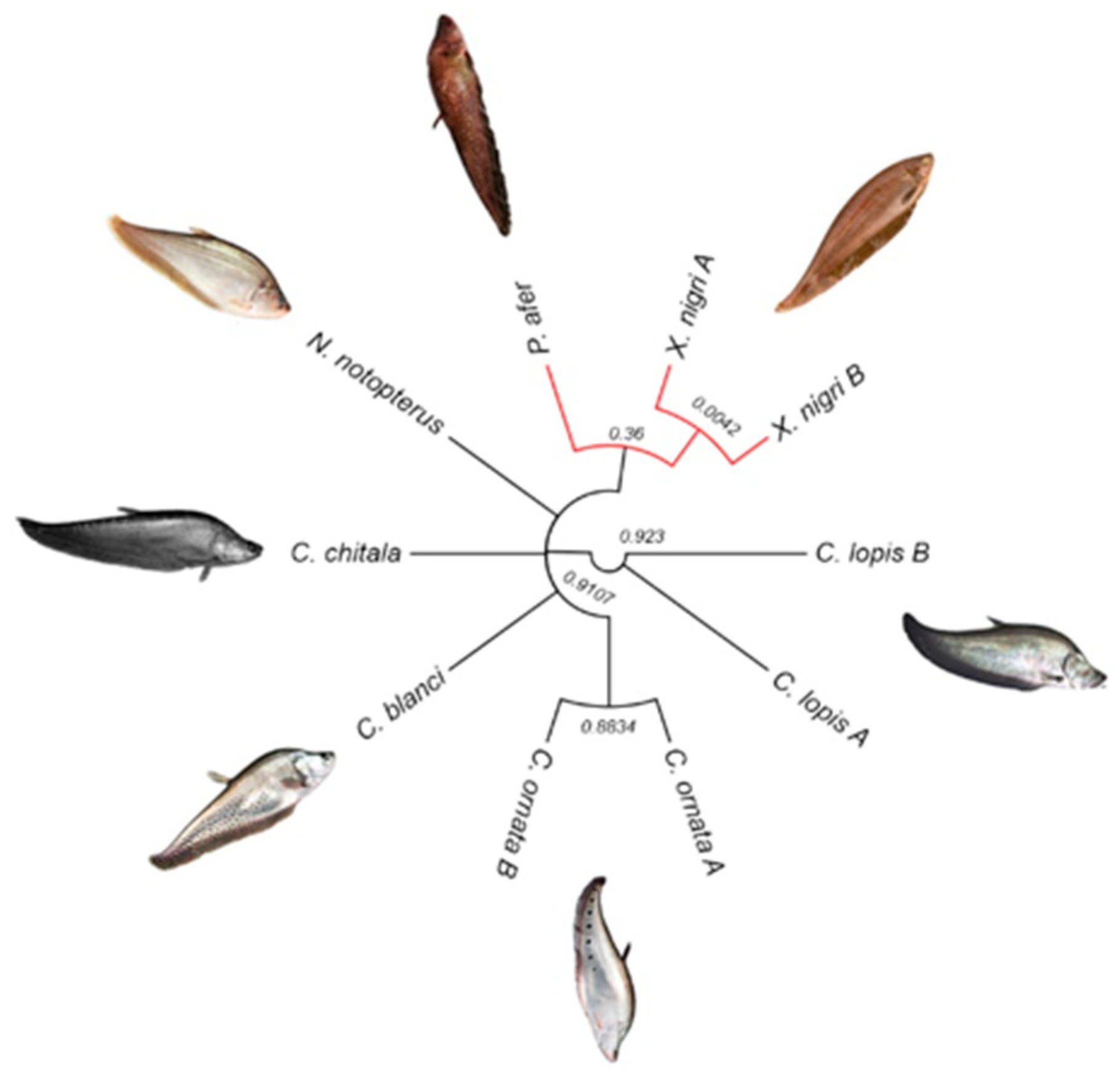 Genes 09 00306 g010 Genes 09 00306 g010
