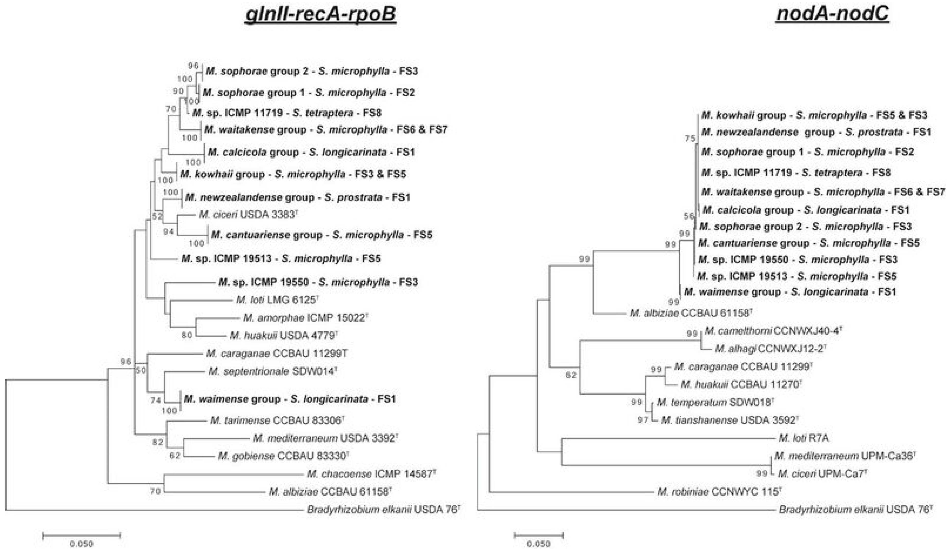 Genes Free Full Text Horizontal Transfer Of Symbiosis Genes Within And Between Rhizobial Genera Occurrence And Importance Html