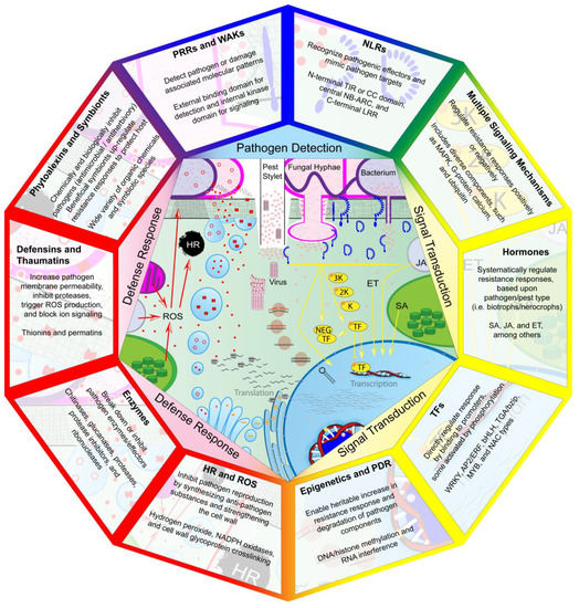 Genes Free Full Text Disease Resistance Mechanisms In Plants Html