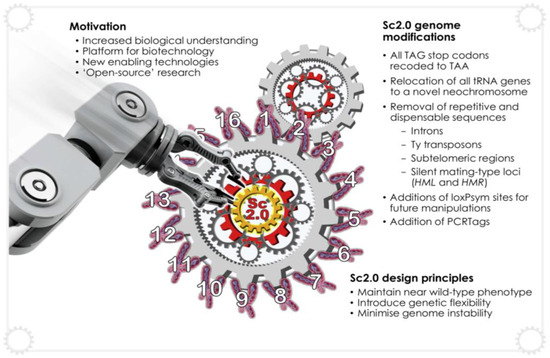 Applications of Yeast Synthetic Biology Geared towards the