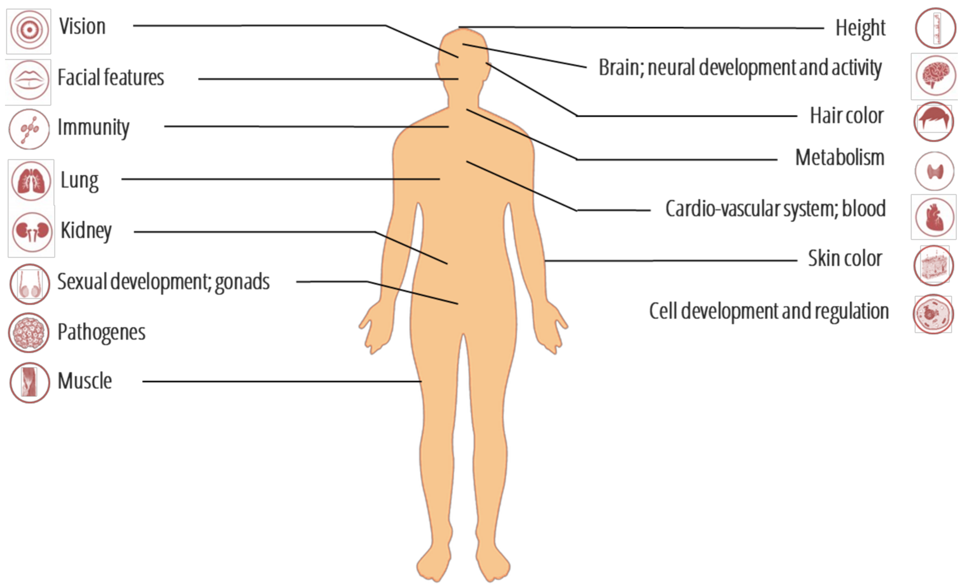Genes 09 00358 g002 Genes 09 00358 g002