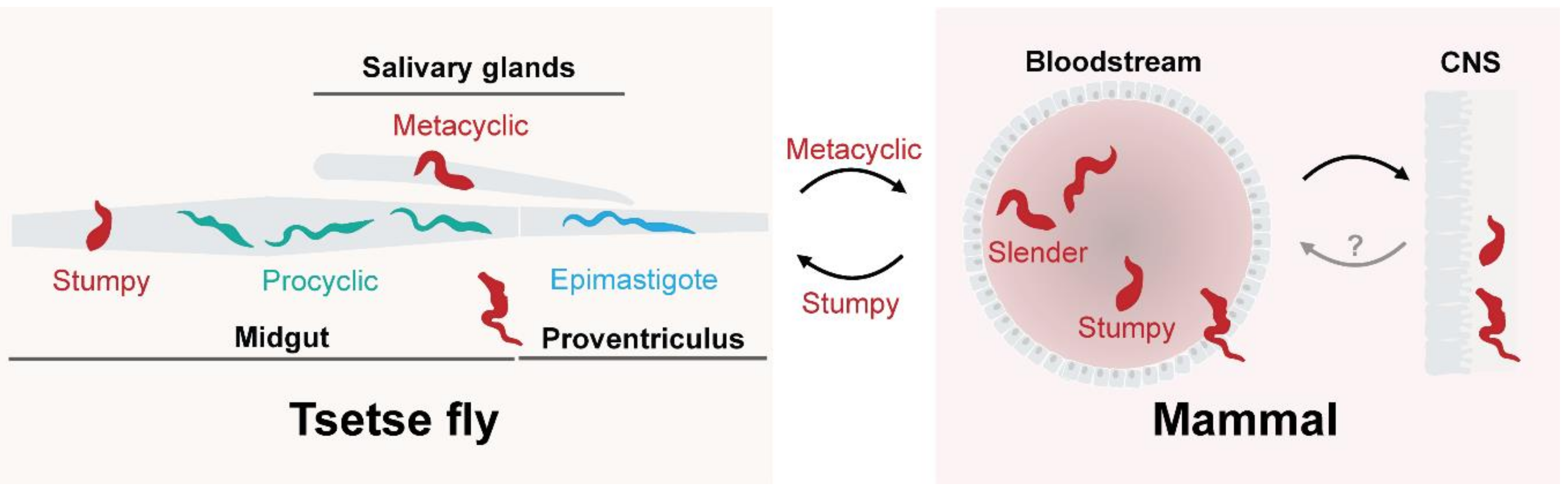 Genes 09 00368 g001 Genes 09 00368 g001