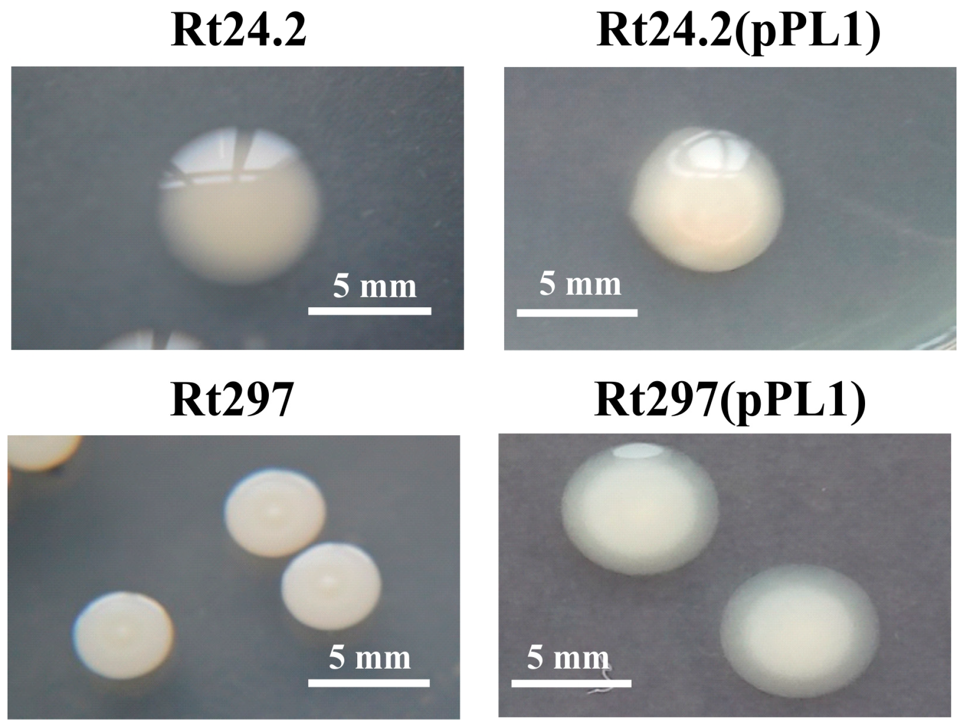 Genes 09 00369 g001 Genes 09 00369 g001