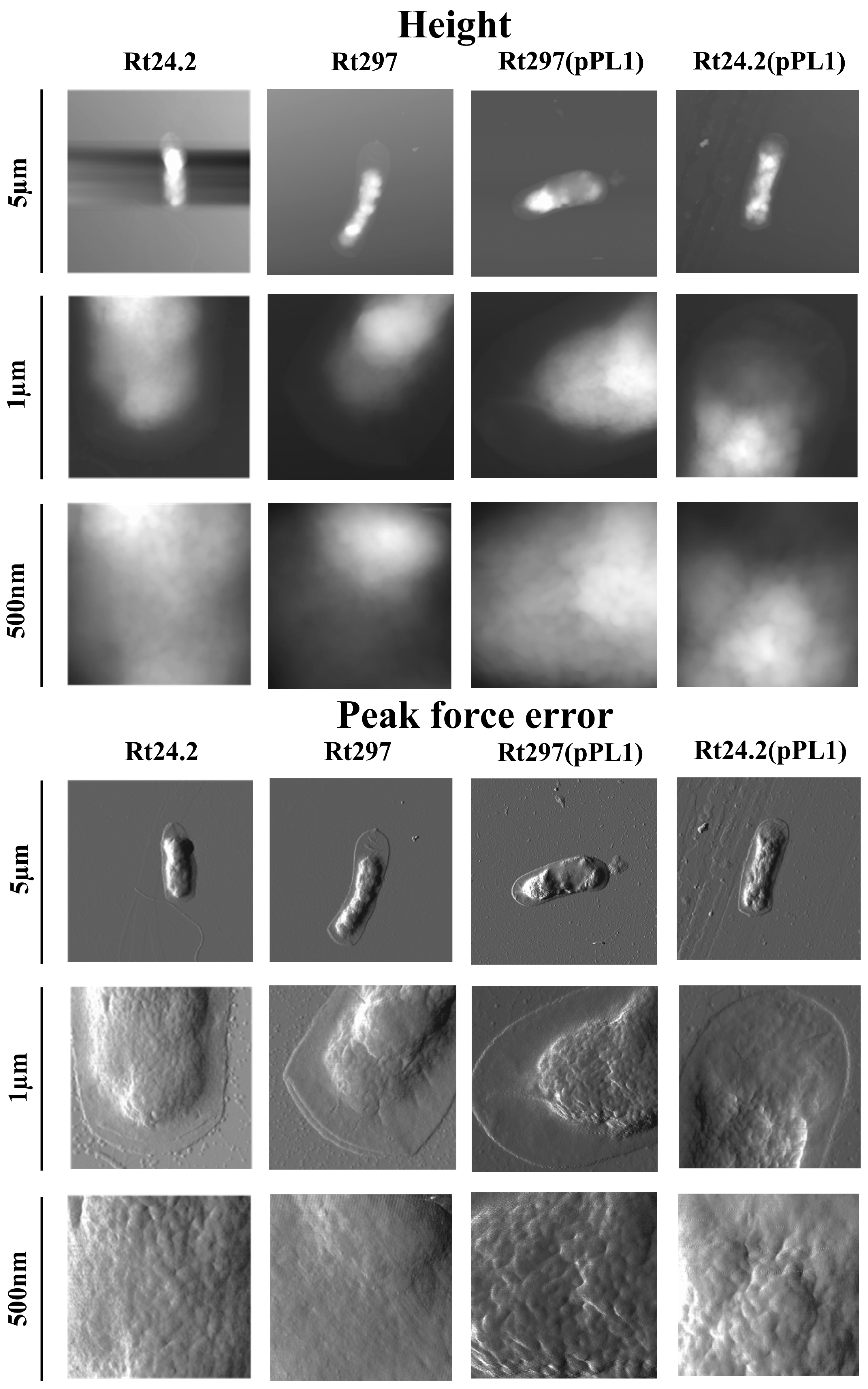 Genes 09 00369 g008 Genes 09 00369 g008
